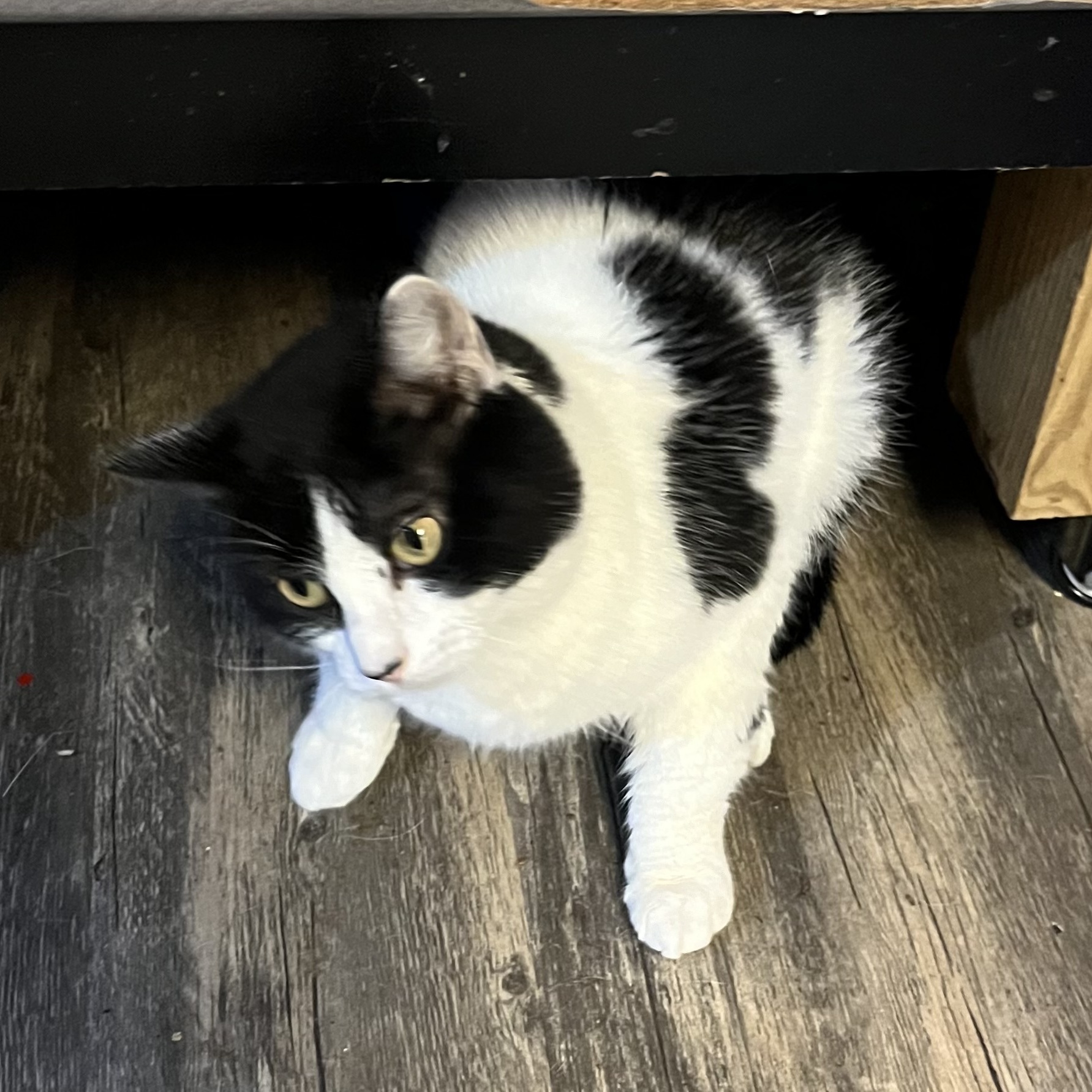 Chilly, a Adoptable Domestic Short Hair in Cortland, NY image 4/4