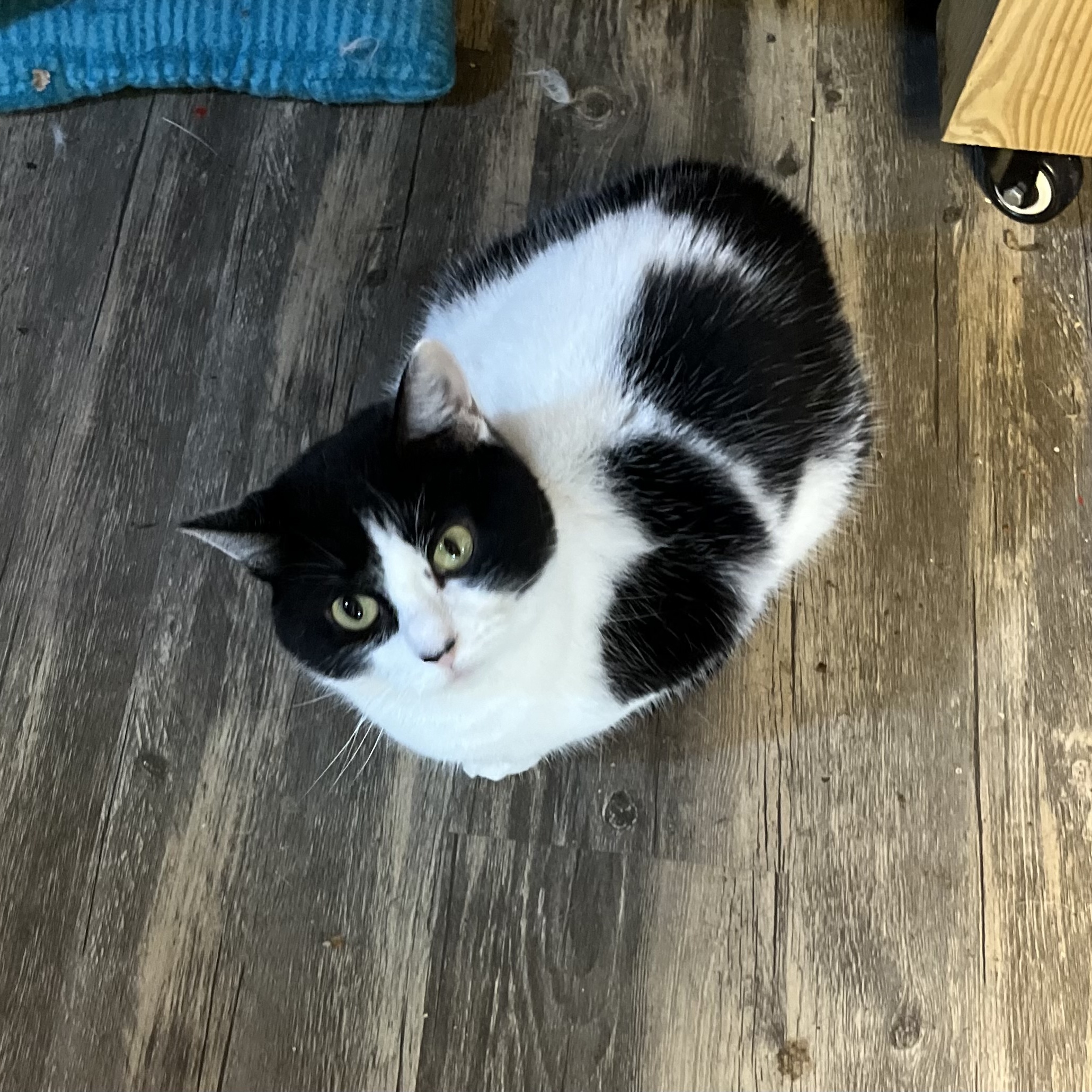 Chilly, Adult Female Domestic Short Hair