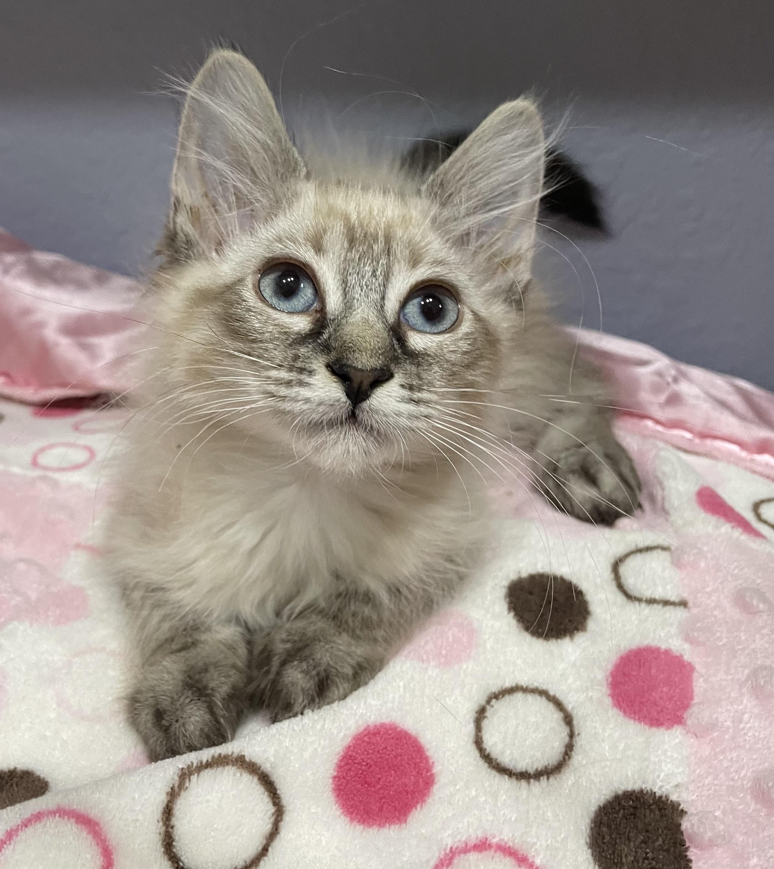 Seraphina, Baby Female unknown