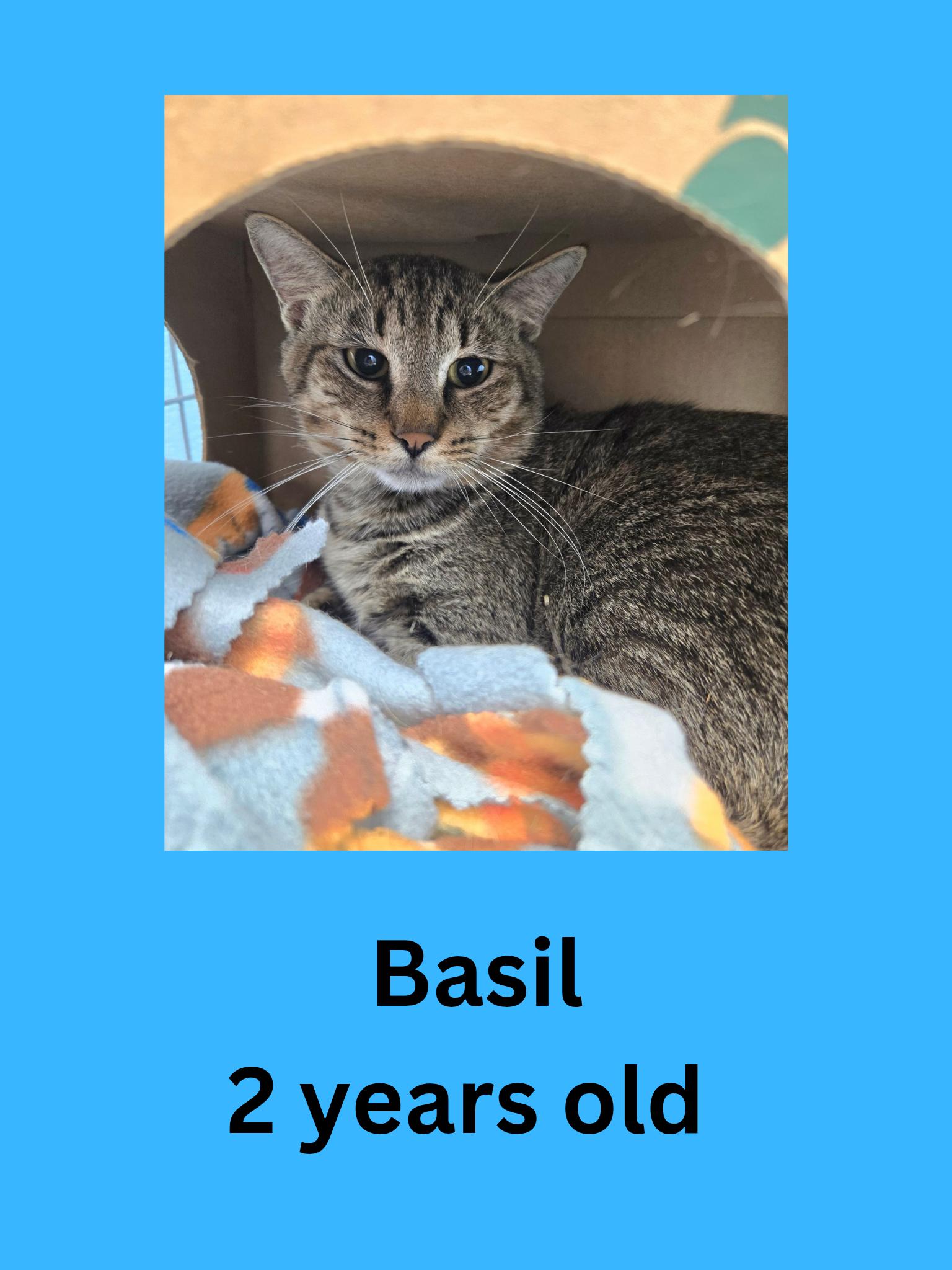 Basil, ADOPTABLE, Adult Male Domestic Short Hair.