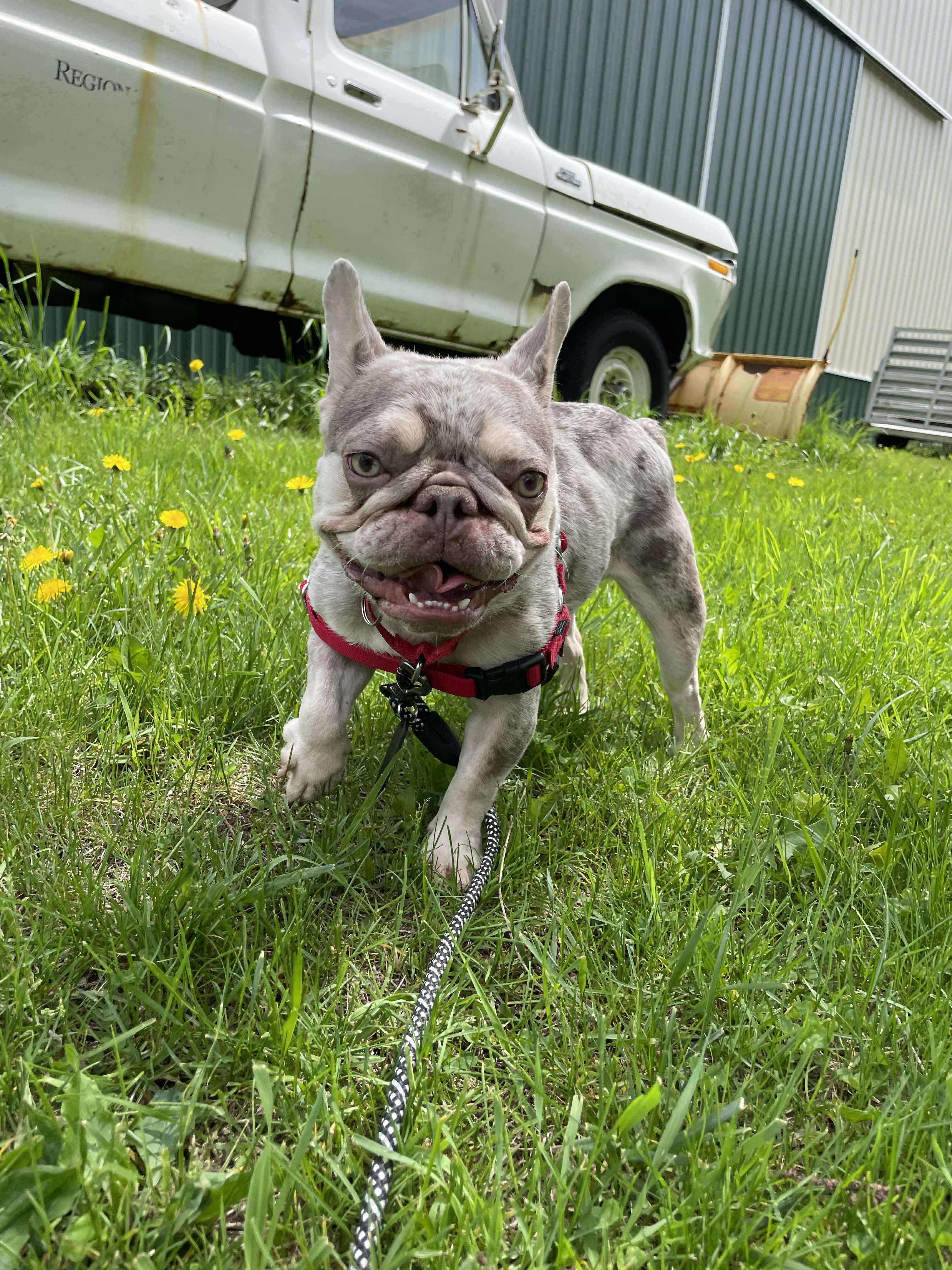 Zeppi, Young Female French Bulldog