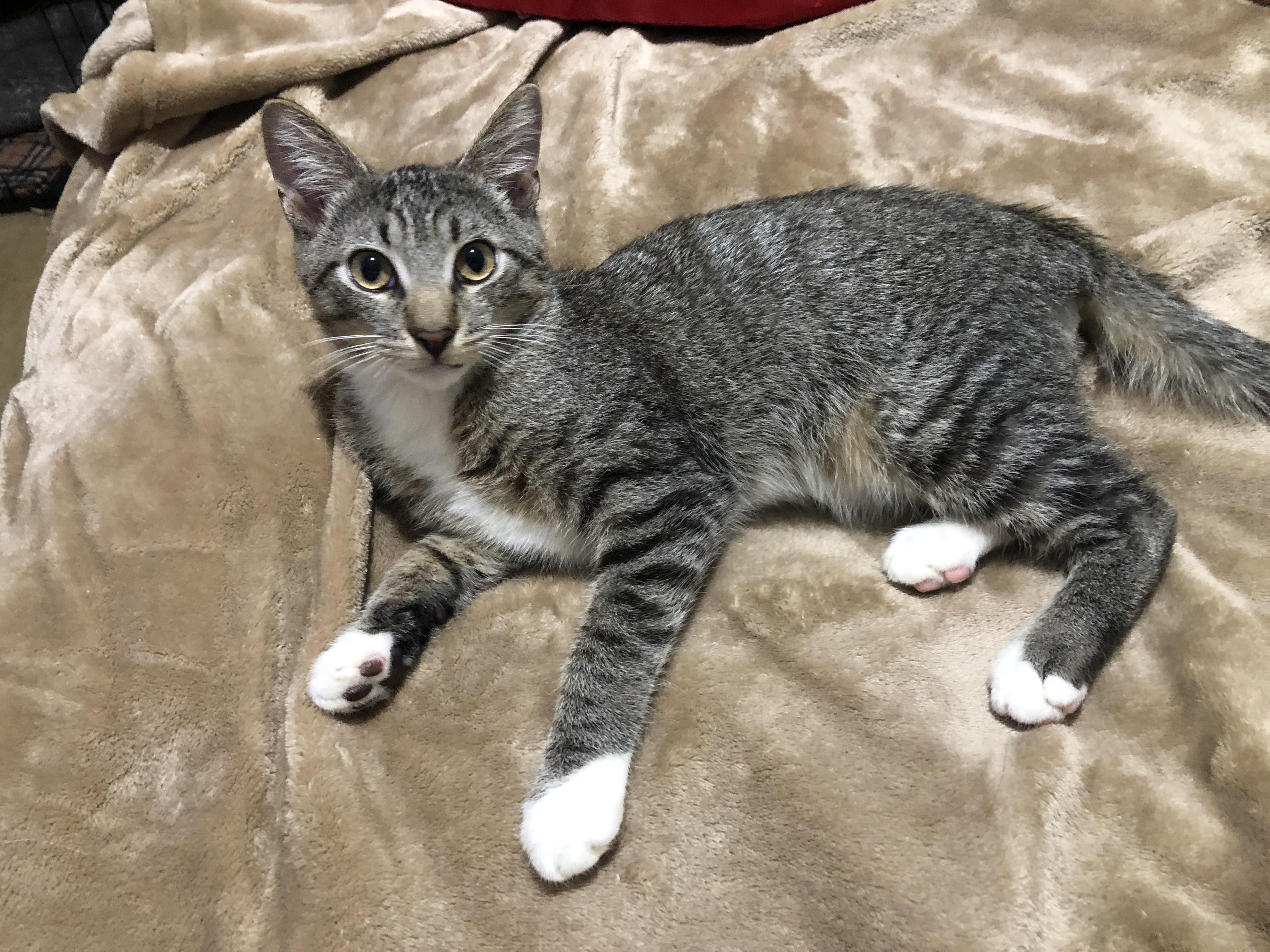 Enlarge Felix, a Adopted Domestic Short Hair in Lantana, FL image 1/4