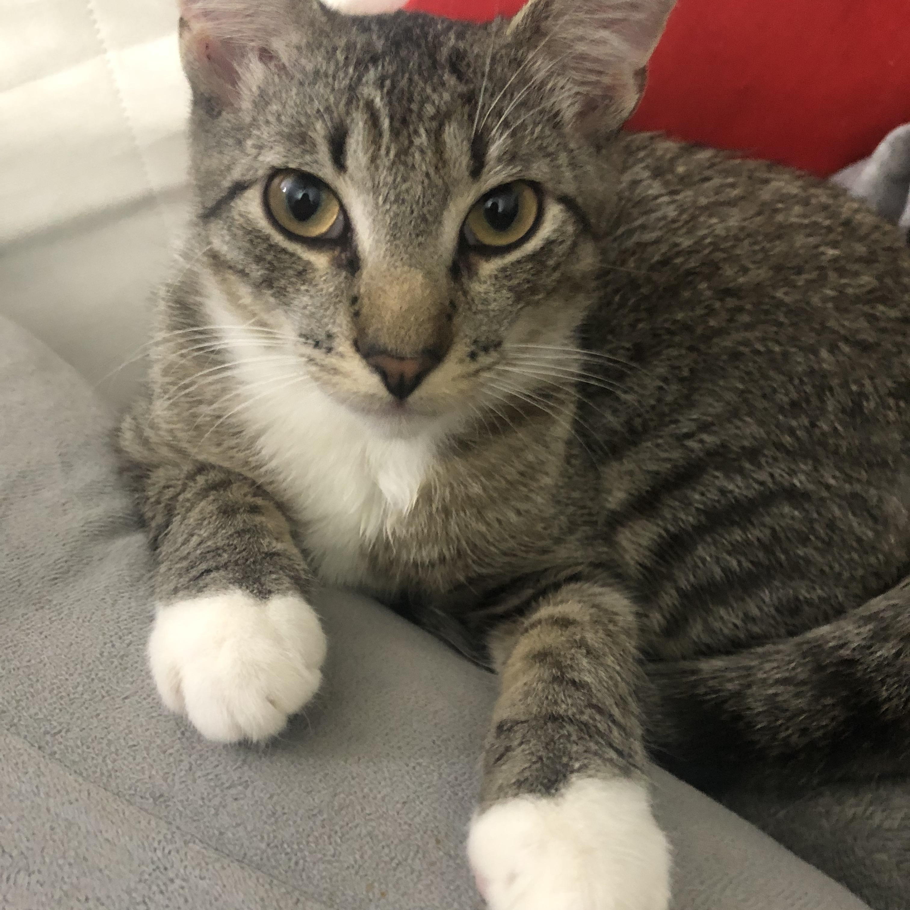 Enlarge Felix, a Adopted Domestic Short Hair in Lantana, FL image 2/4