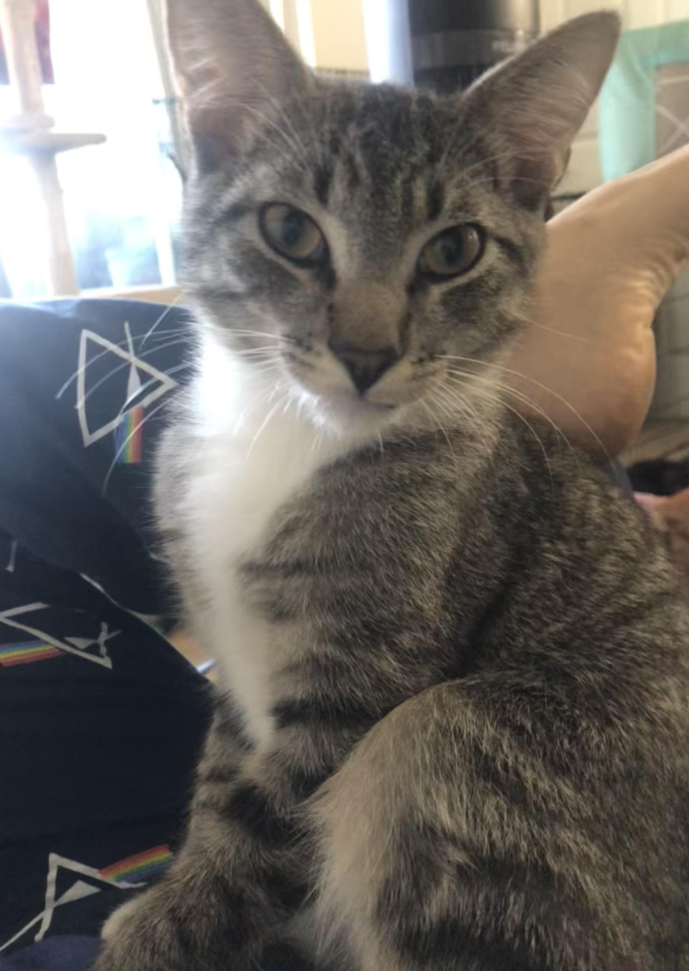 Enlarge Felix, a Adopted Domestic Short Hair in Lantana, FL image 3/4