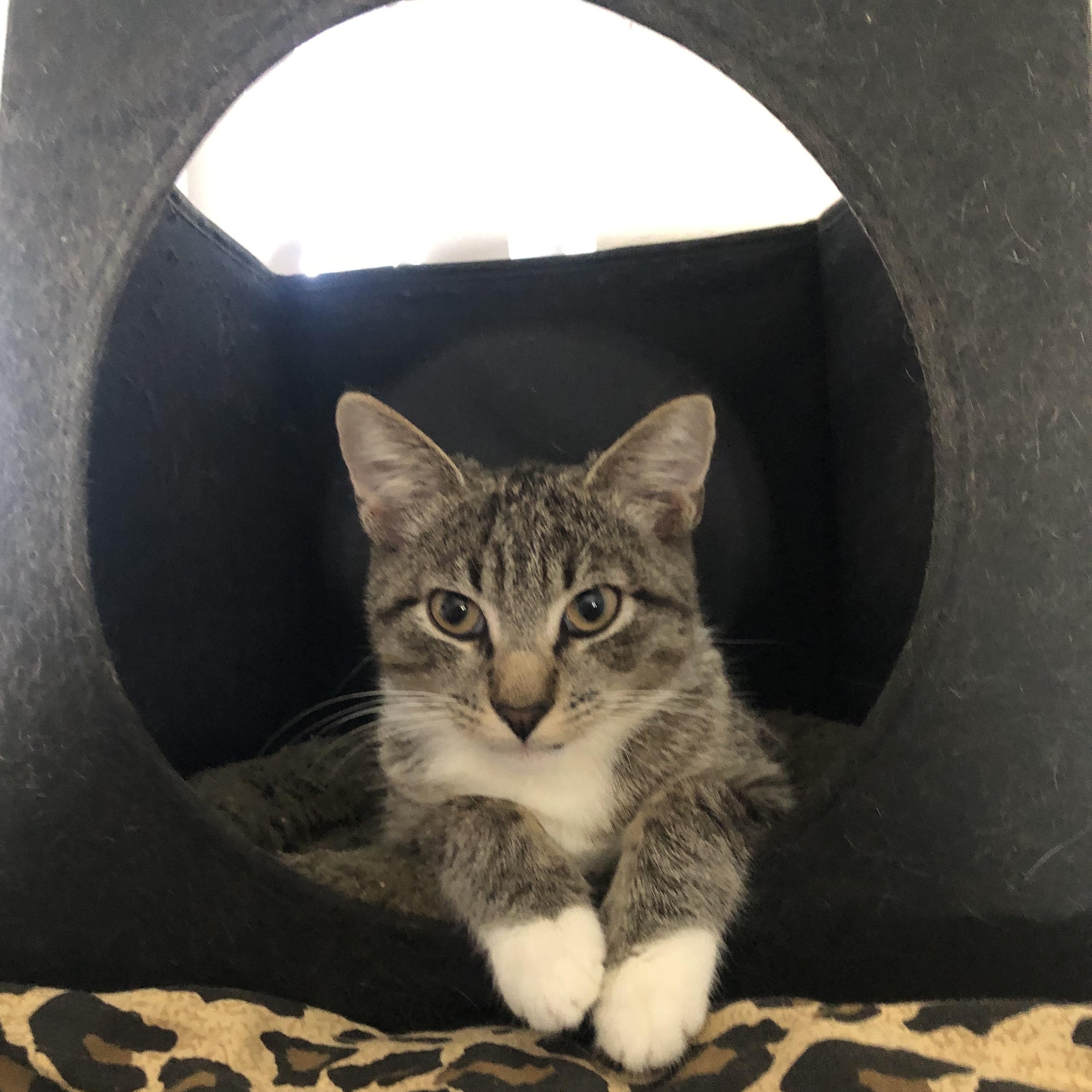 Enlarge Felix, a Adopted Domestic Short Hair in Lantana, FL image 4/4