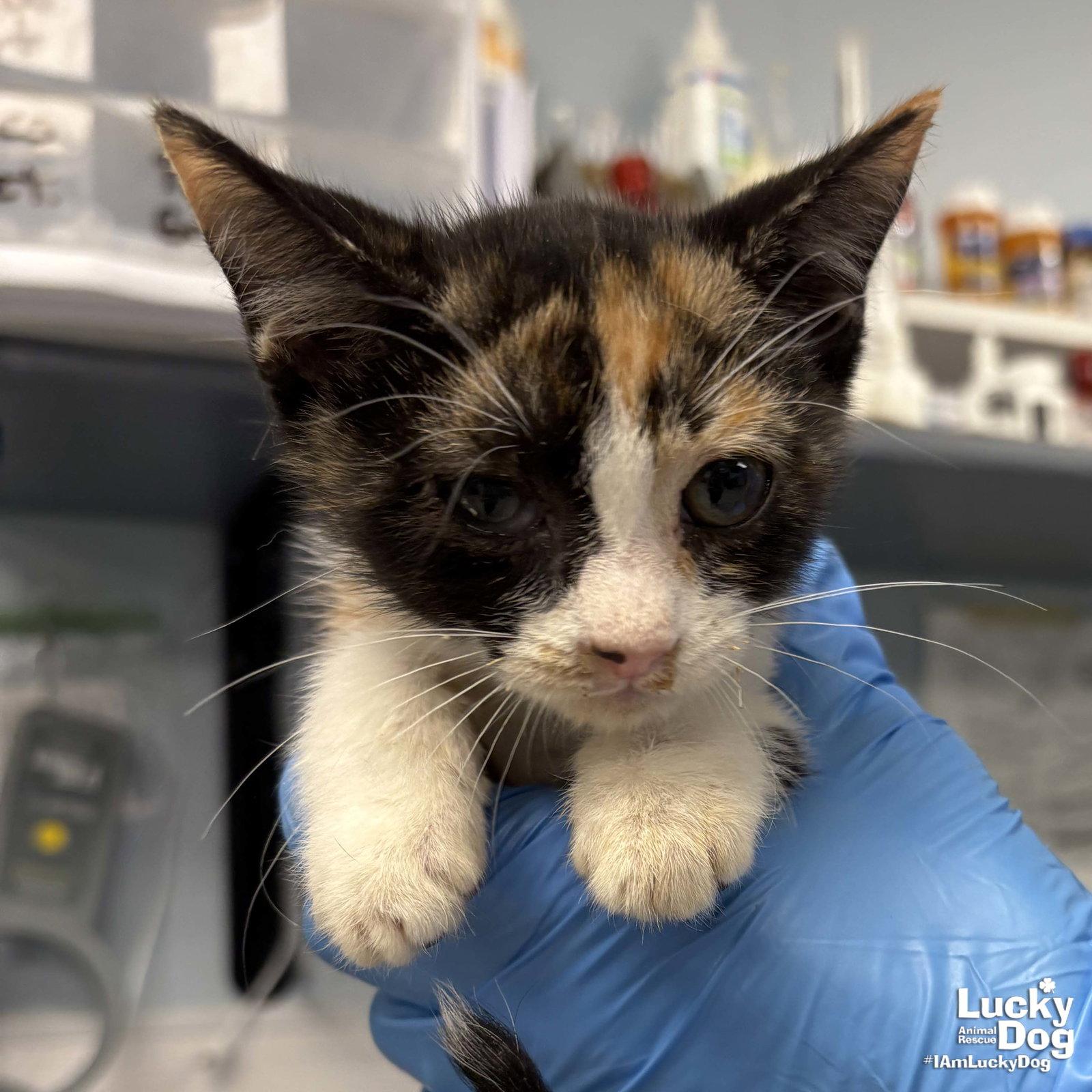 Willamette, Adopted, Young Female Domestic Short Hair.