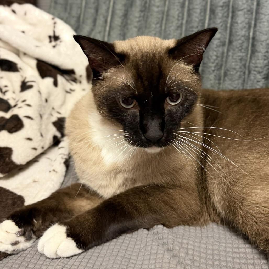 Beetlejuice, Adoptable, Young Male Domestic Short Hair.