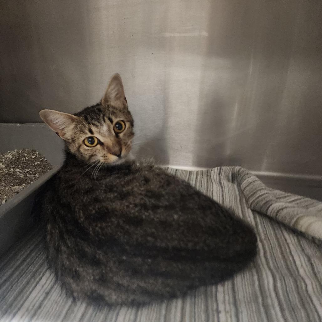Mitzy, Adoptable, Young Female Domestic Short Hair.