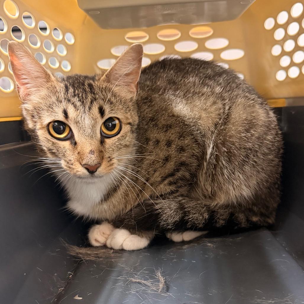 Enlarge Mitzy, a Adoptable Domestic Short Hair in Evensville, TN image 2/6