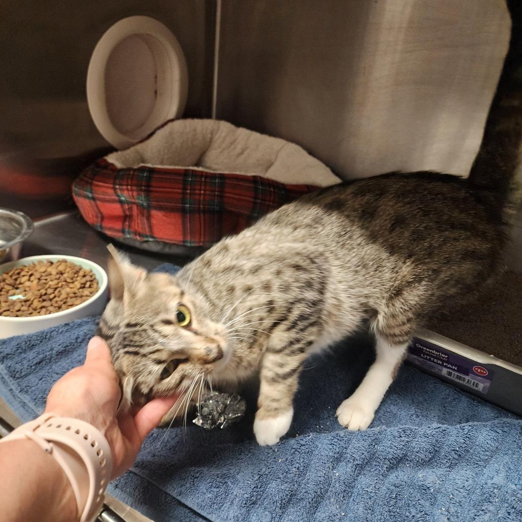 Enlarge Mitzy, a Adoptable Domestic Short Hair in Evensville, TN image 3/6