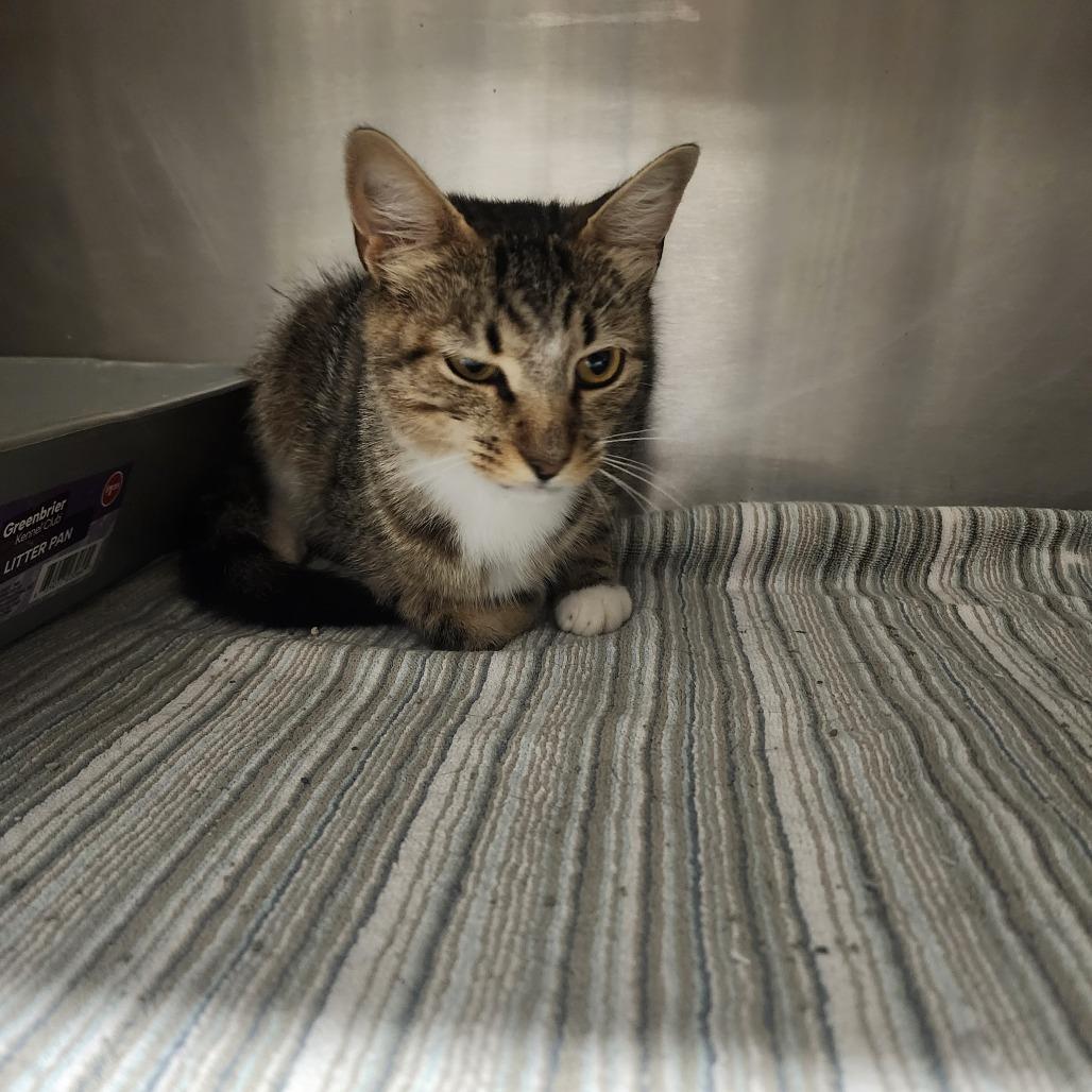 Enlarge Mitzy, a Adoptable Domestic Short Hair in Evensville, TN image 4/6