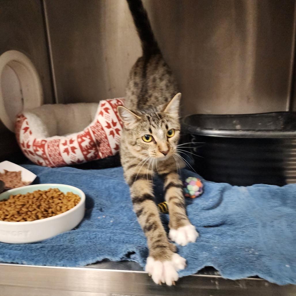 Enlarge Mitzy, a Adoptable Domestic Short Hair in Evensville, TN image 5/6