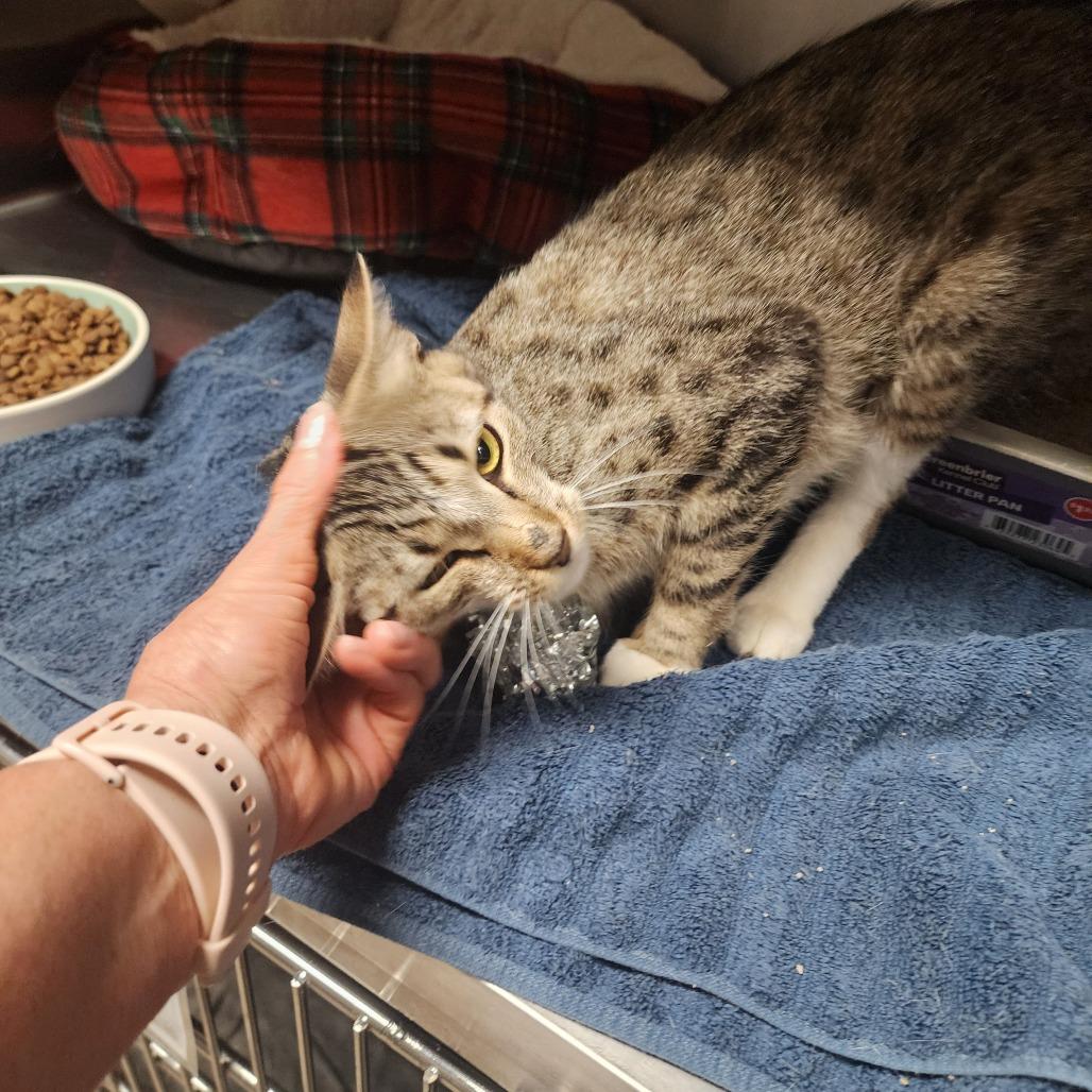 Enlarge Mitzy, a Adoptable Domestic Short Hair in Evensville, TN image 6/6