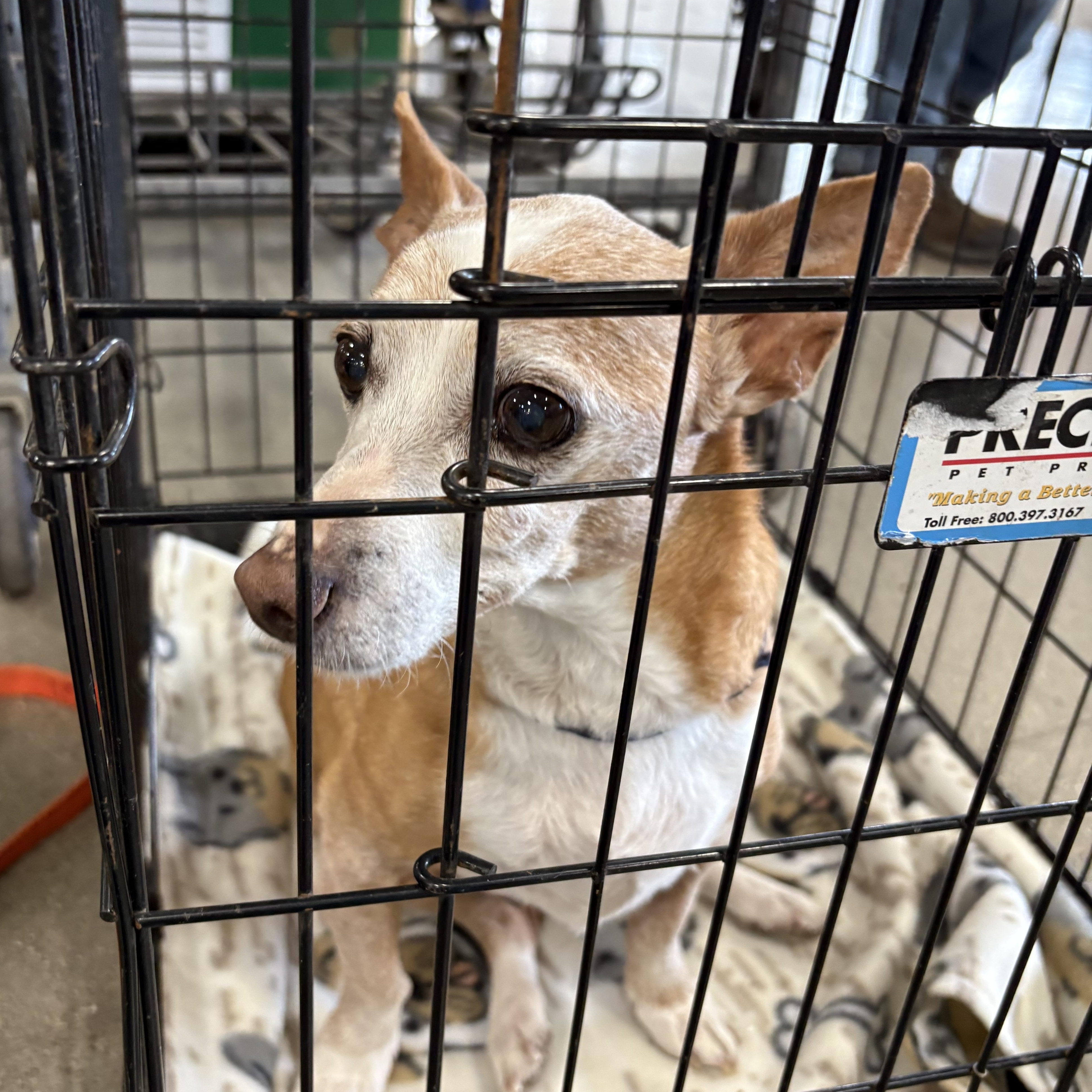 Enlarge Chico, a ADOPTABLE mixed breed in Coldwater, MI image 2/2