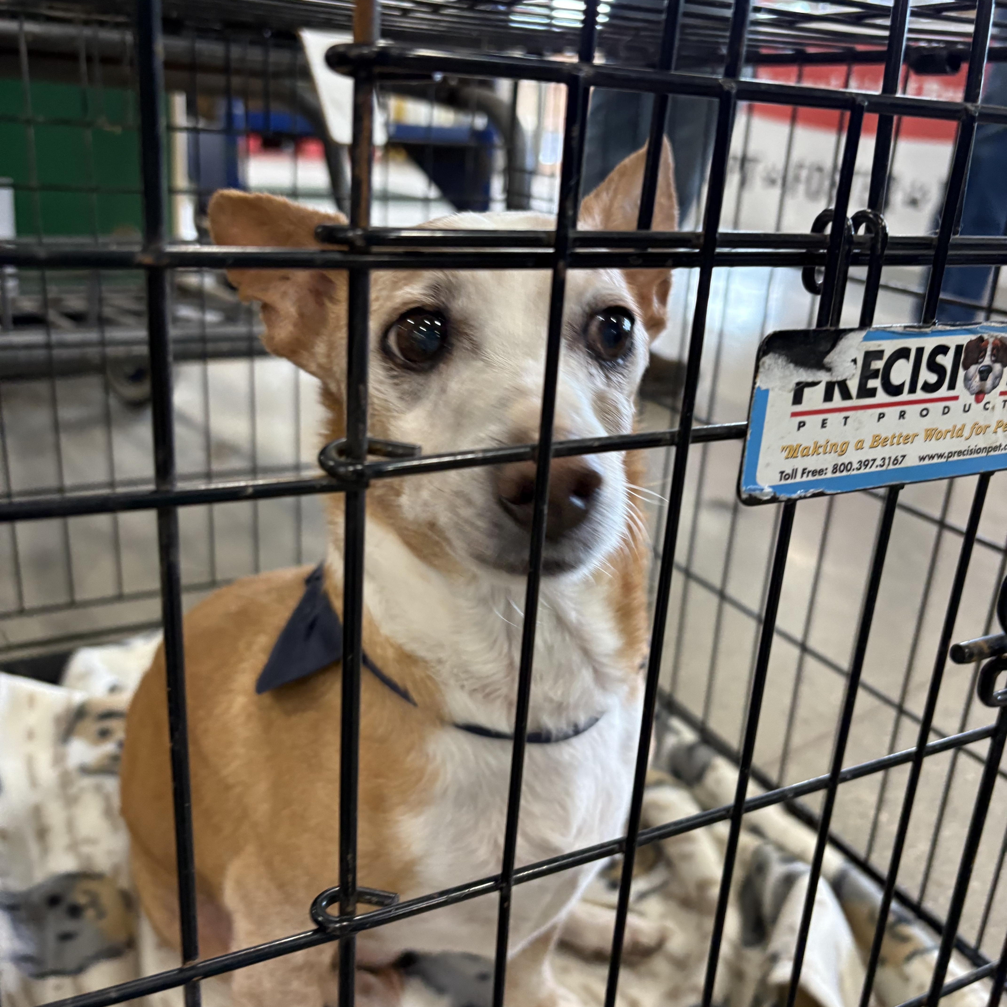 Chico, ADOPTABLE, Senior Male Chihuahua.