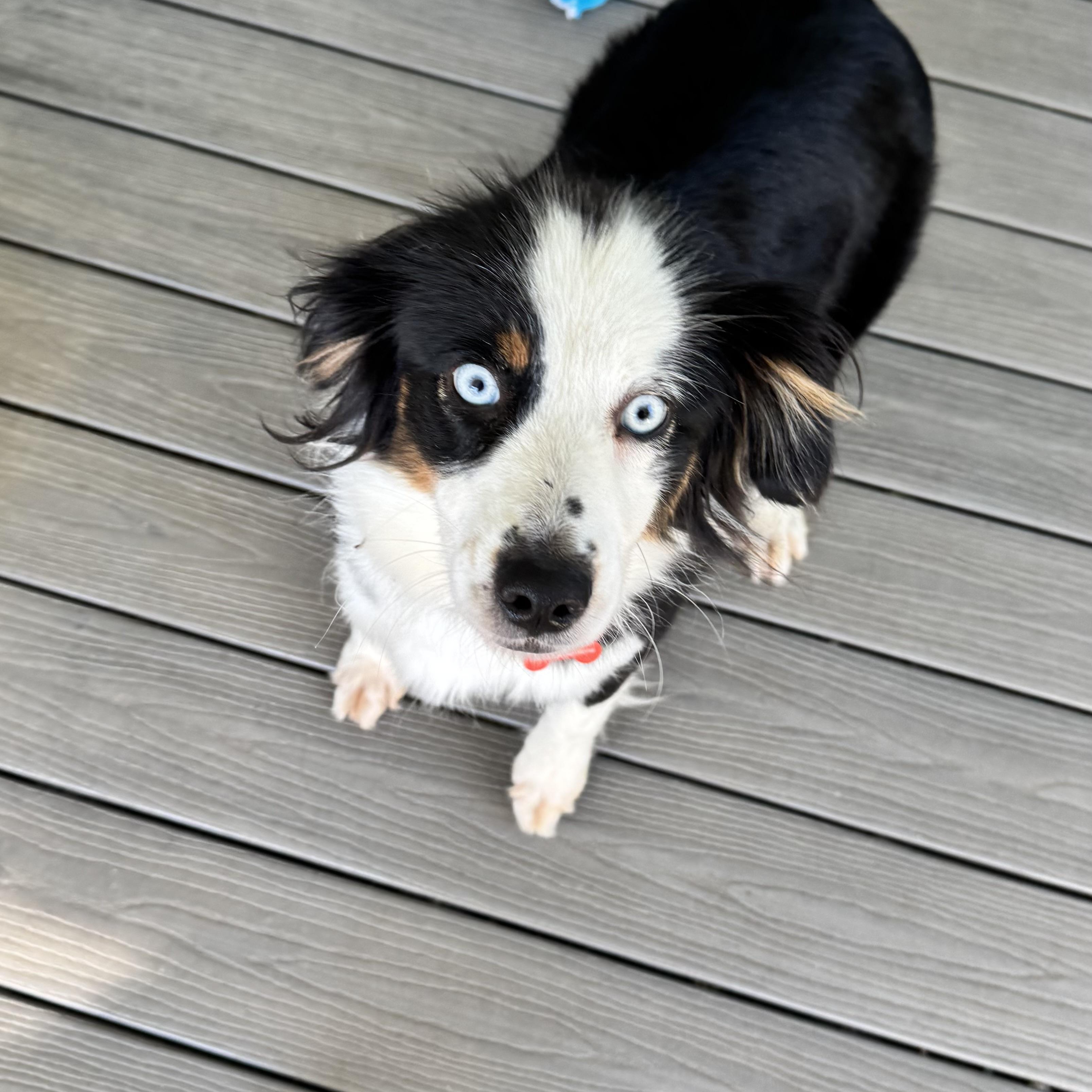 Enlarge Zena, a Adoptable Australian Shepherd in Louisburg, KS image 2/5