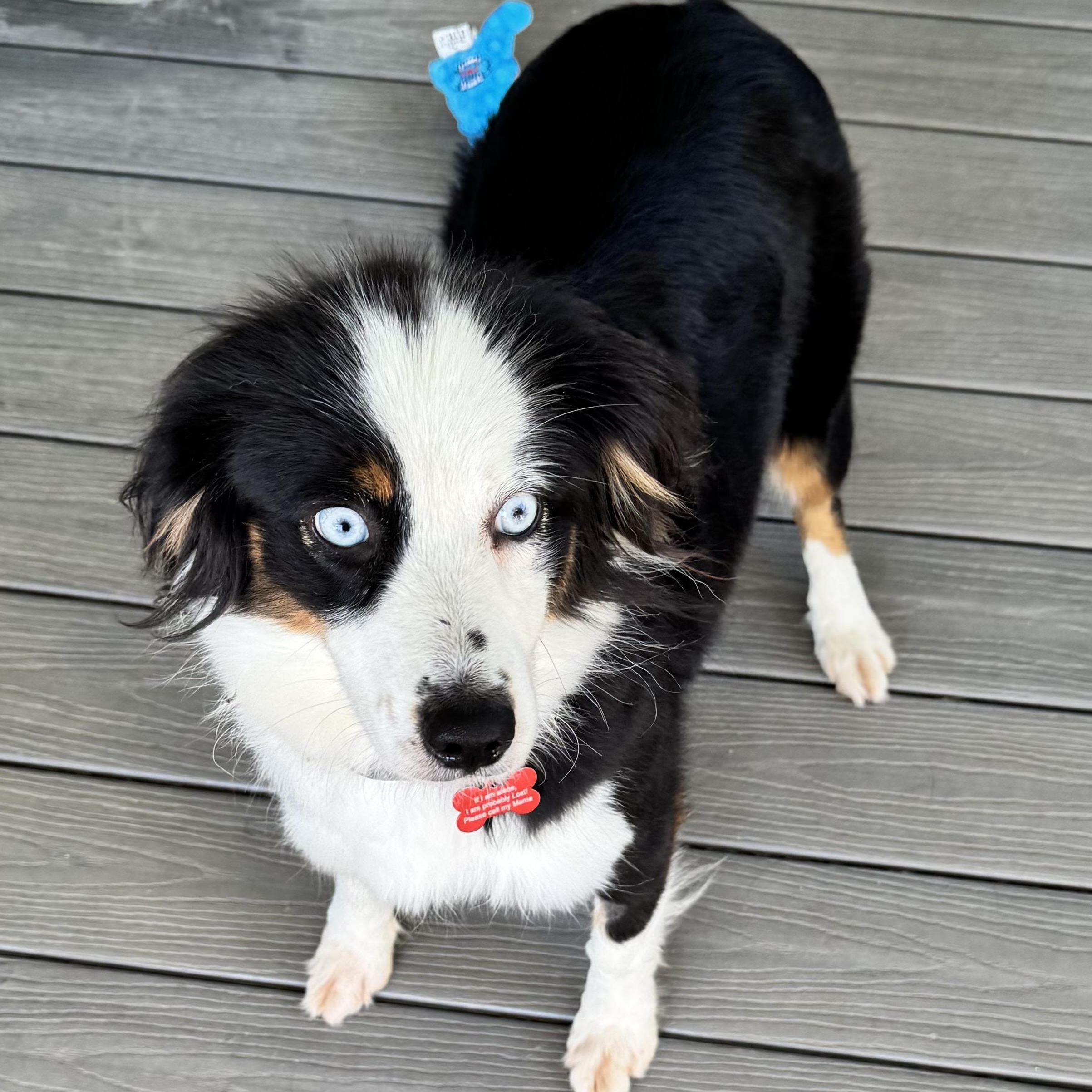 Zena, Adoptable, Young Female Australian Shepherd.
