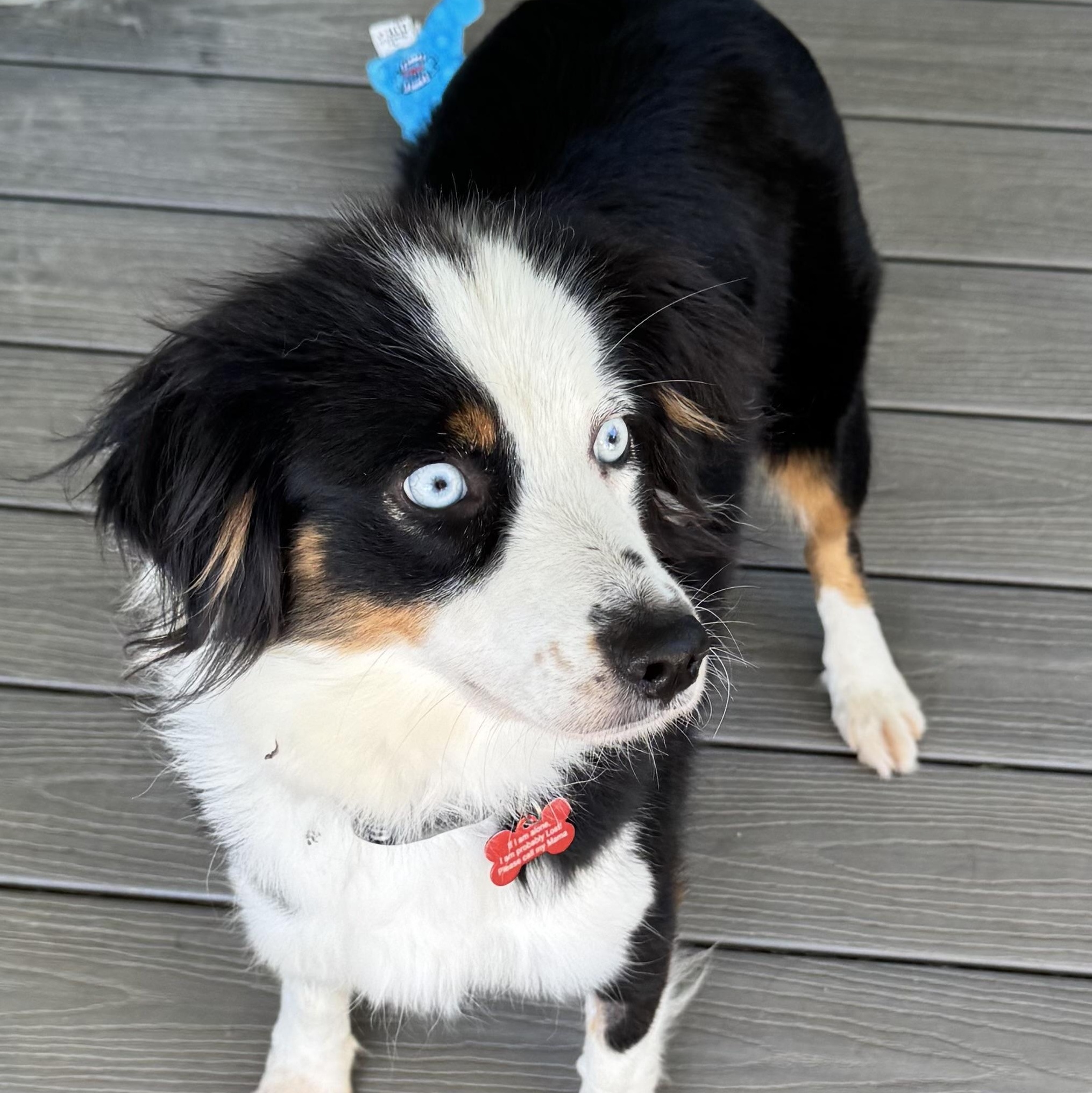 Enlarge Zena, a Adoptable Australian Shepherd in Louisburg, KS image 3/5