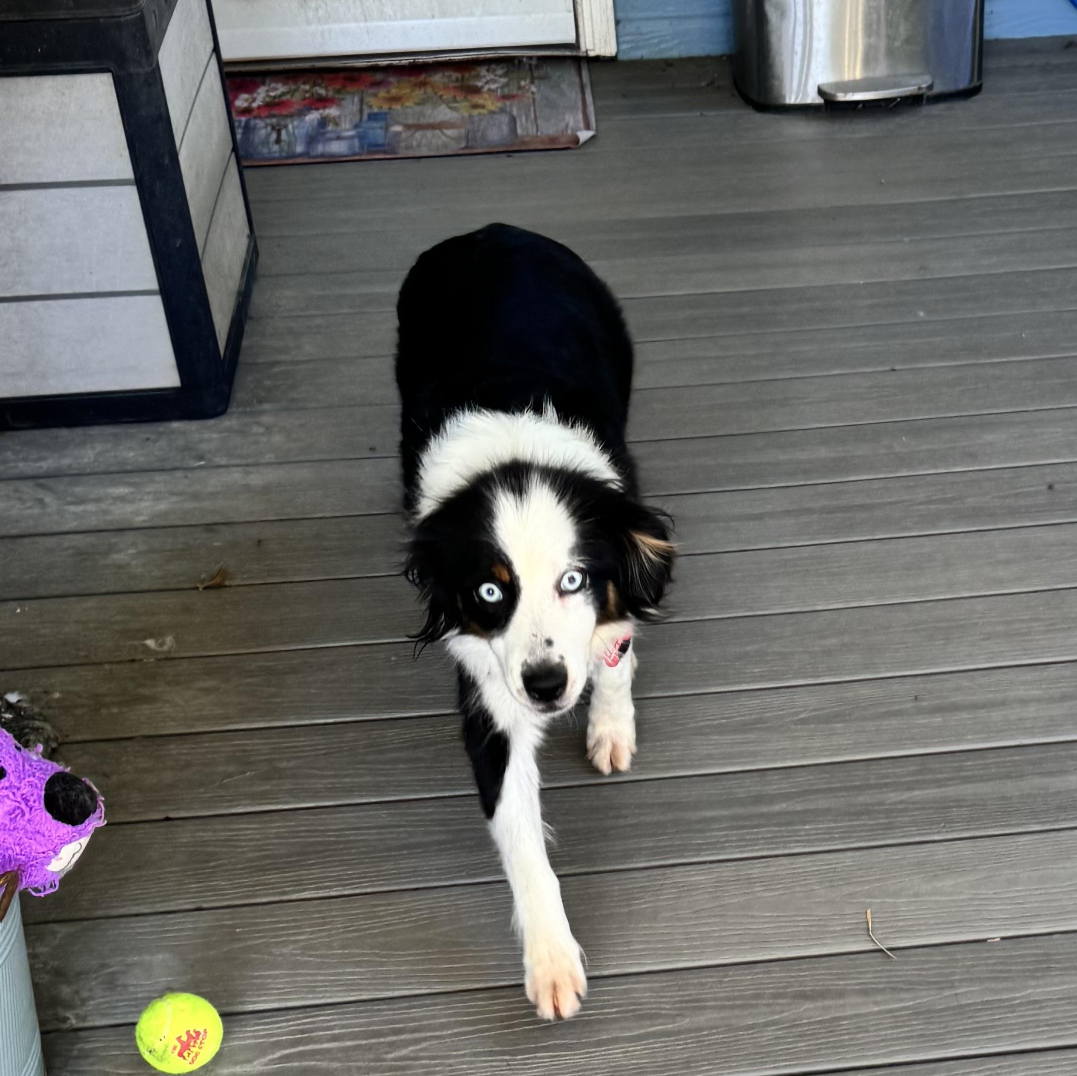 Enlarge Zena, a Adoptable Australian Shepherd in Louisburg, KS image 5/5