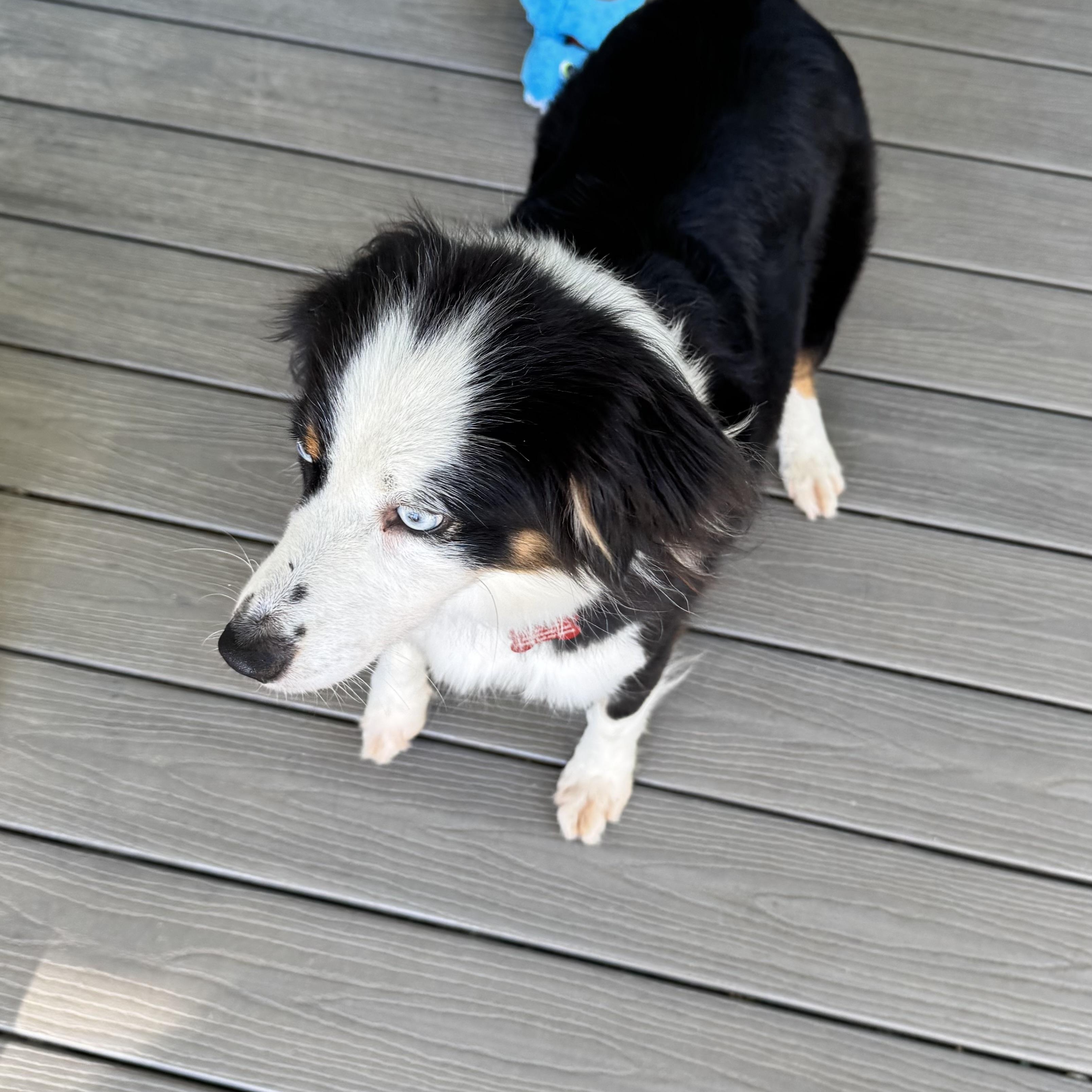 Enlarge Zena, a Adoptable Australian Shepherd in Louisburg, KS image 4/5