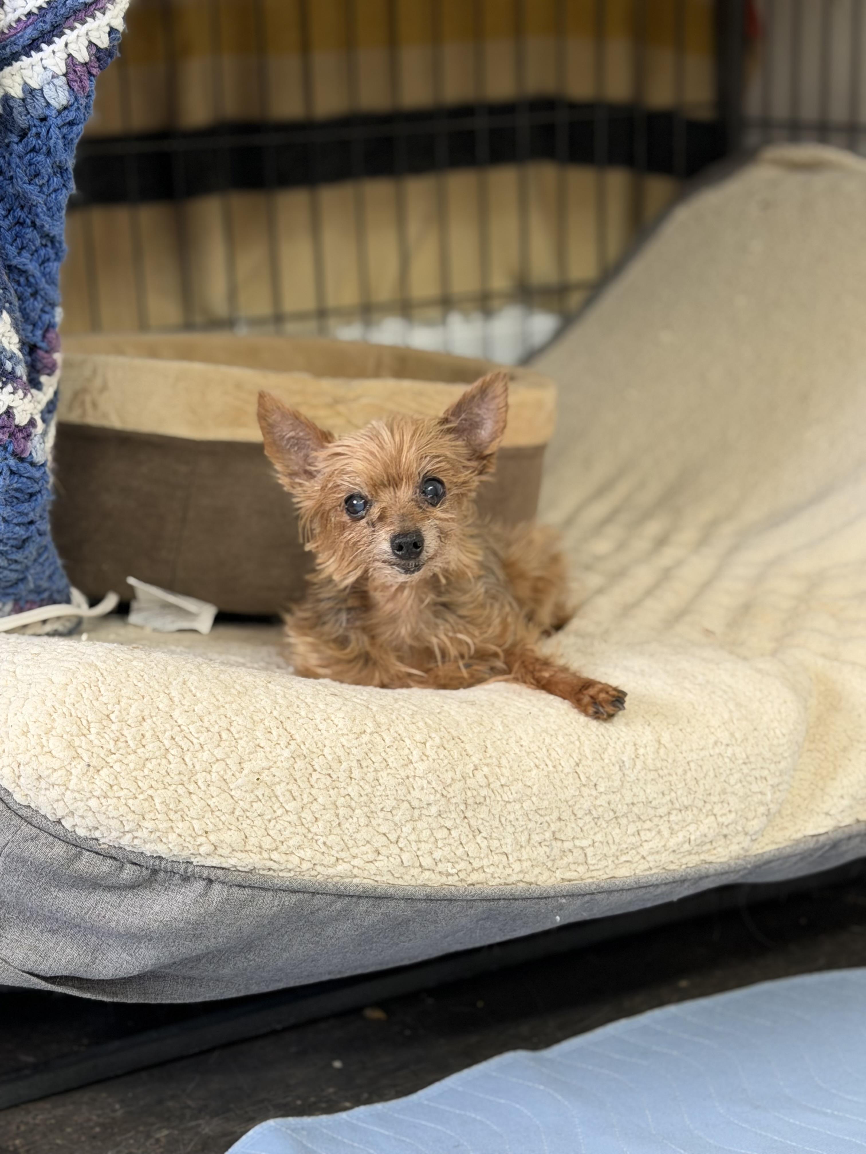 Izzy, adopted, Senior Female Yorkshire Terrier.