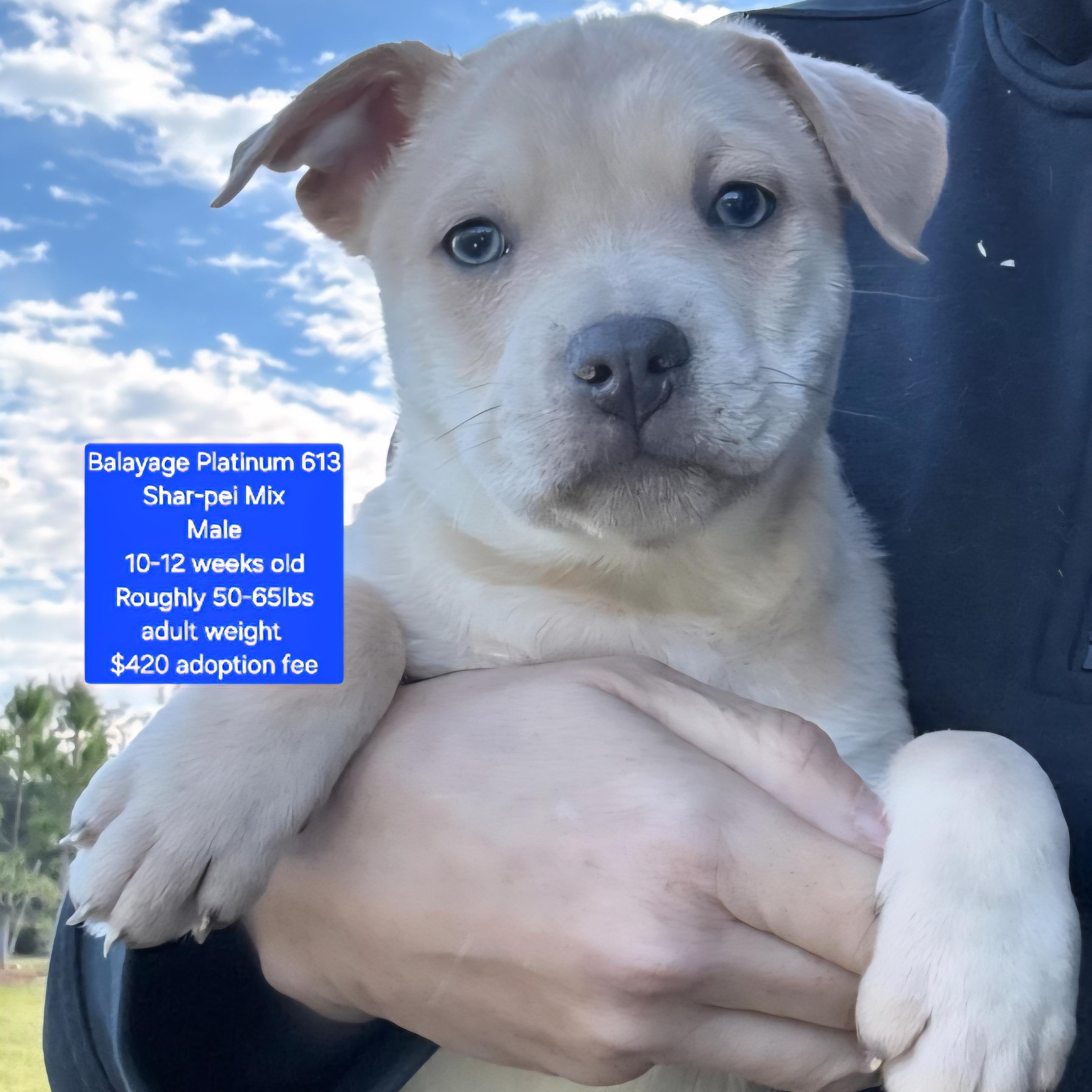 Balayage Platinum 613, ADOPTABLE, Puppy Male Shar-Pei.