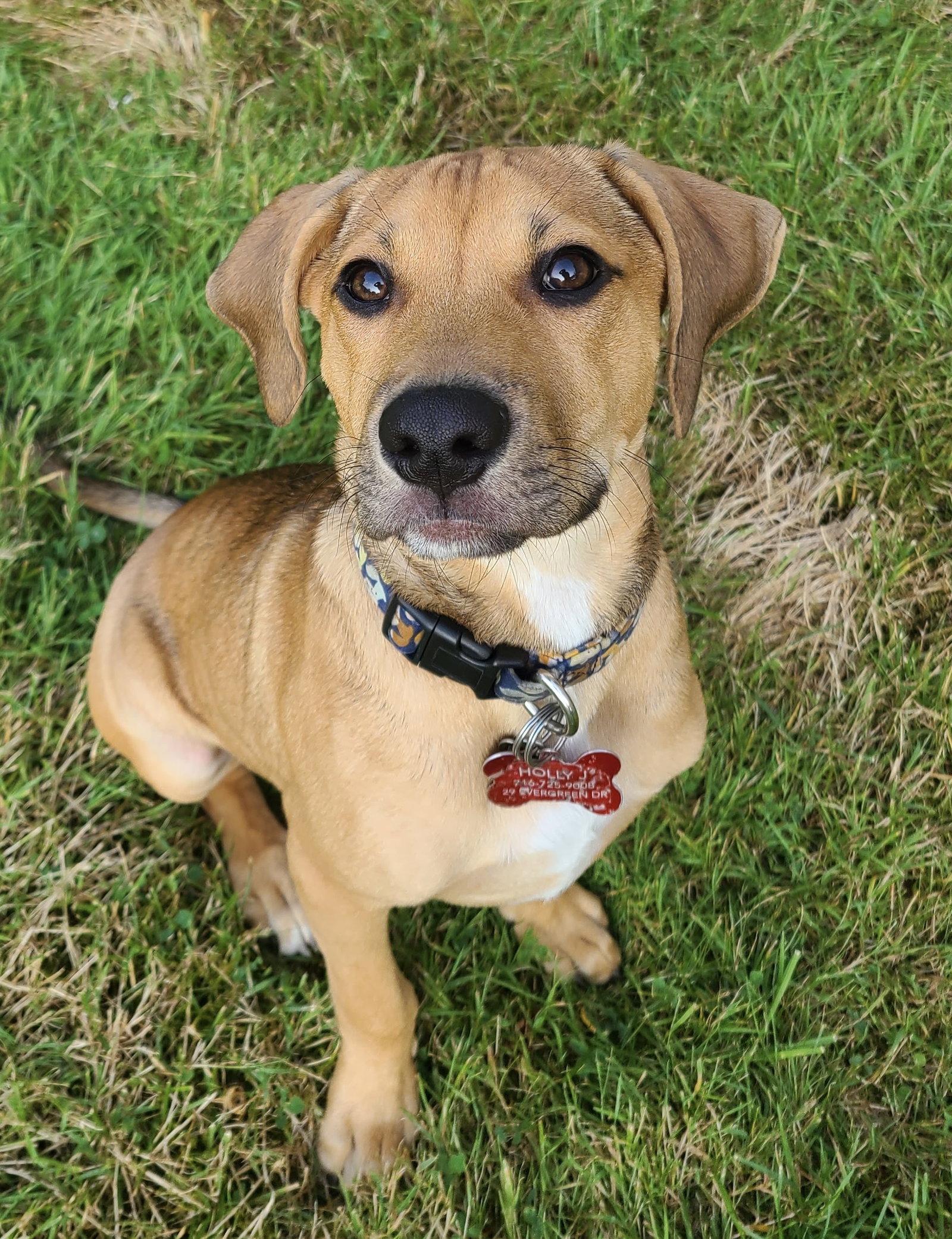 Enlarge Jasper, a Adoptable Beagle in Tonawanda, NY image 1/3