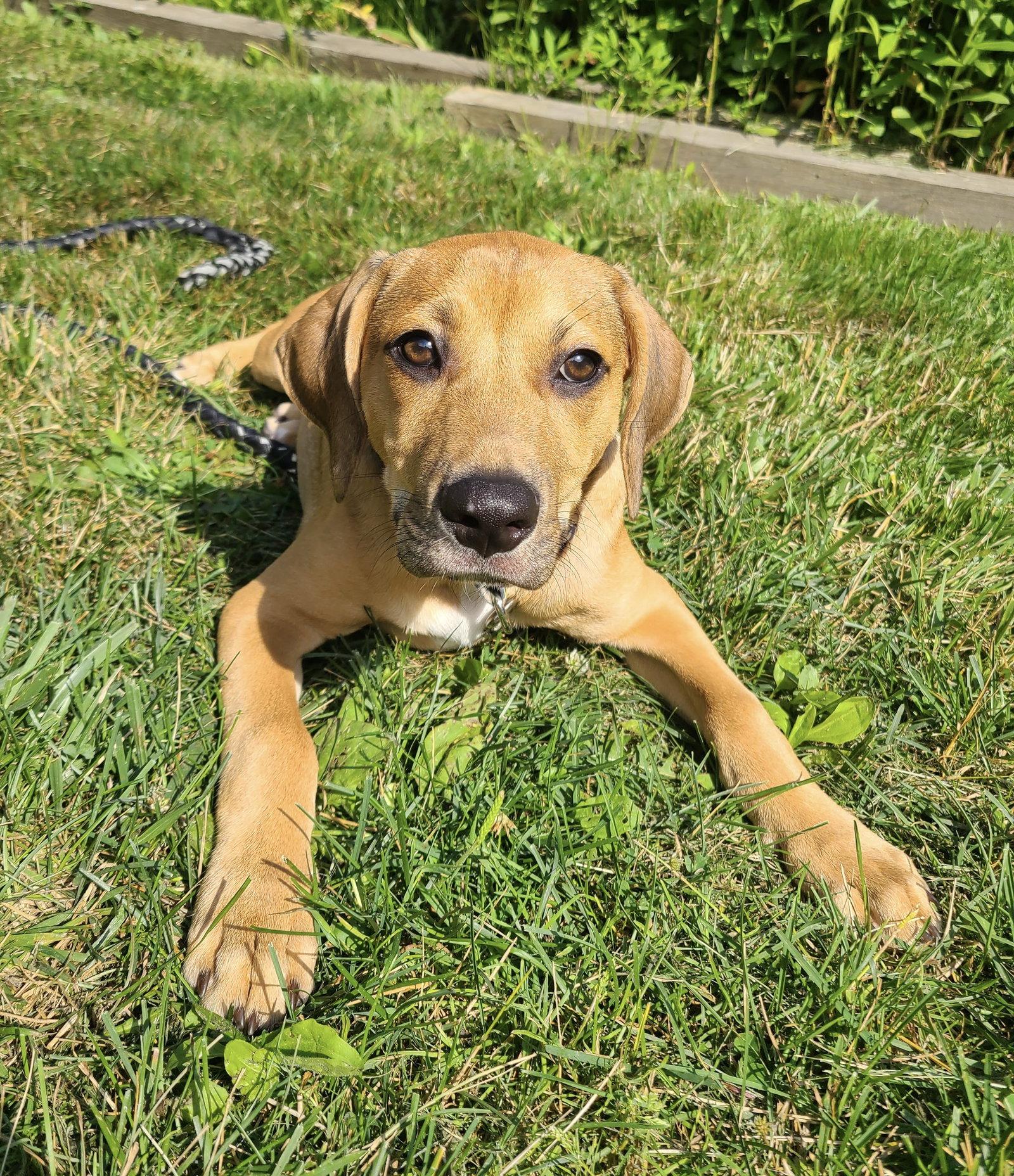 Enlarge Jasper, a Adoptable Beagle in Tonawanda, NY image 2/3