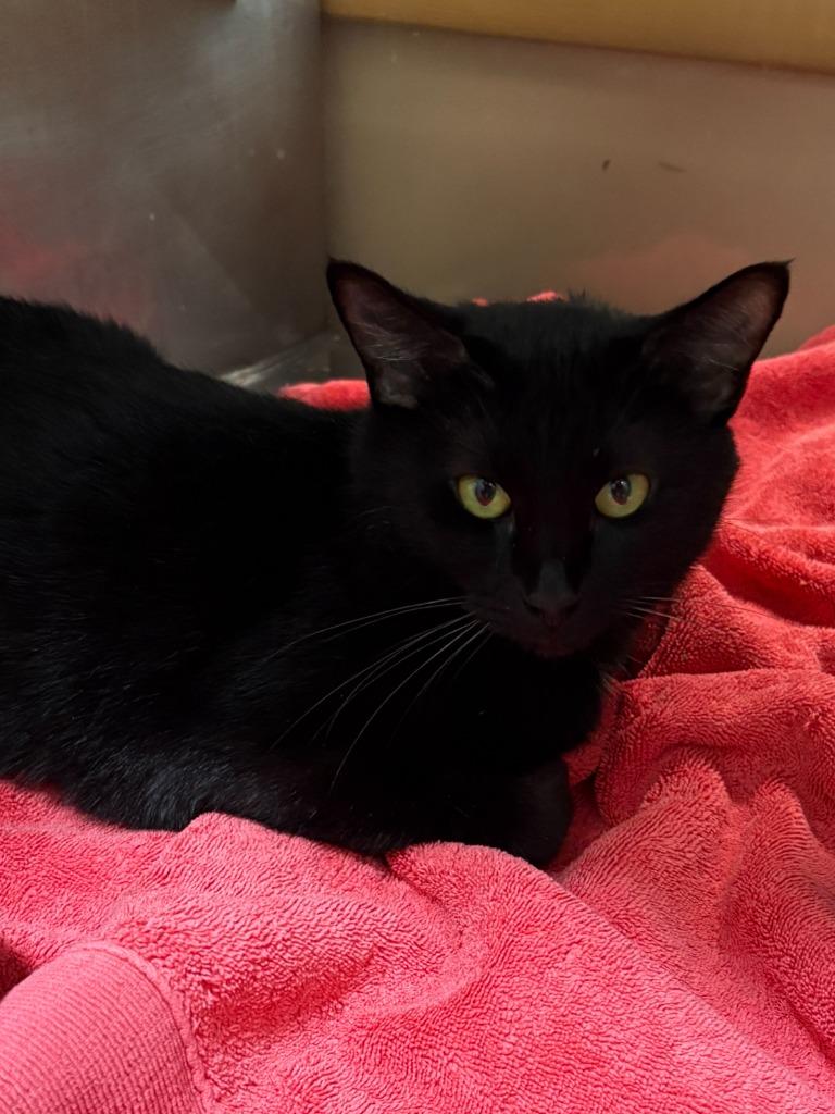 Lalia, Adoptable, Adult Female Domestic Short Hair.