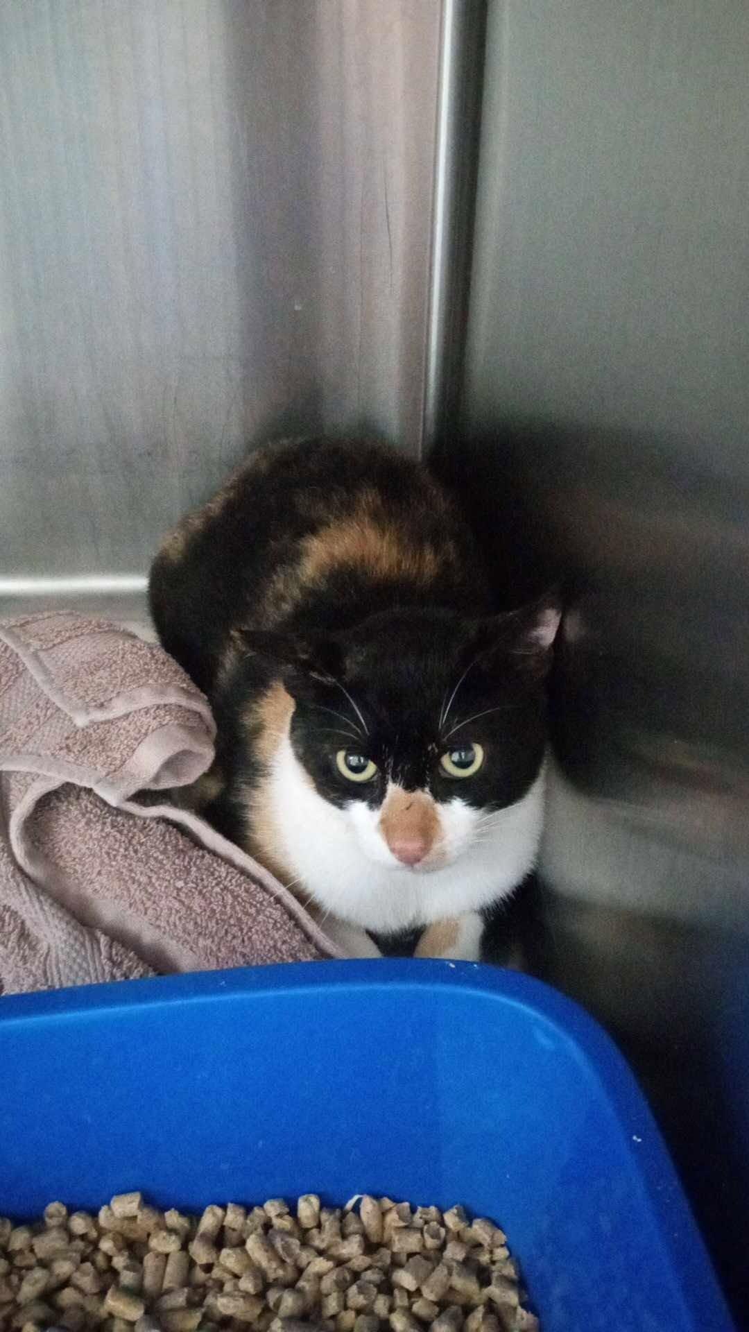 Enlarge CHAIRE, a Adoptable Domestic Short Hair in Burgaw, NC image 1/1
