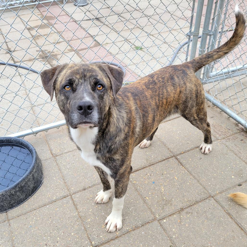 Mackers, Adoptable, Adult Male Mixed Breed.