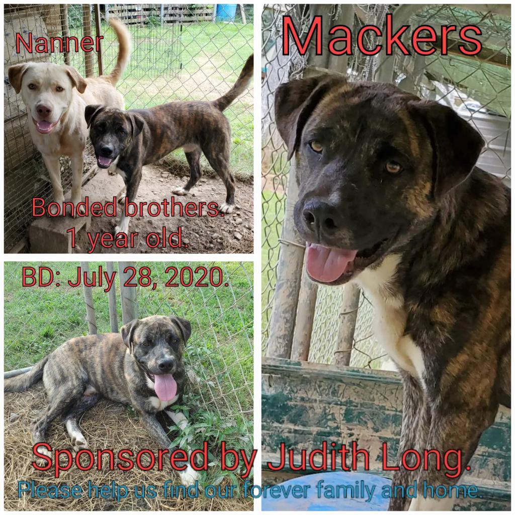 Mackers, a Adoptable Mixed Breed in Boaz, AL image 2/2