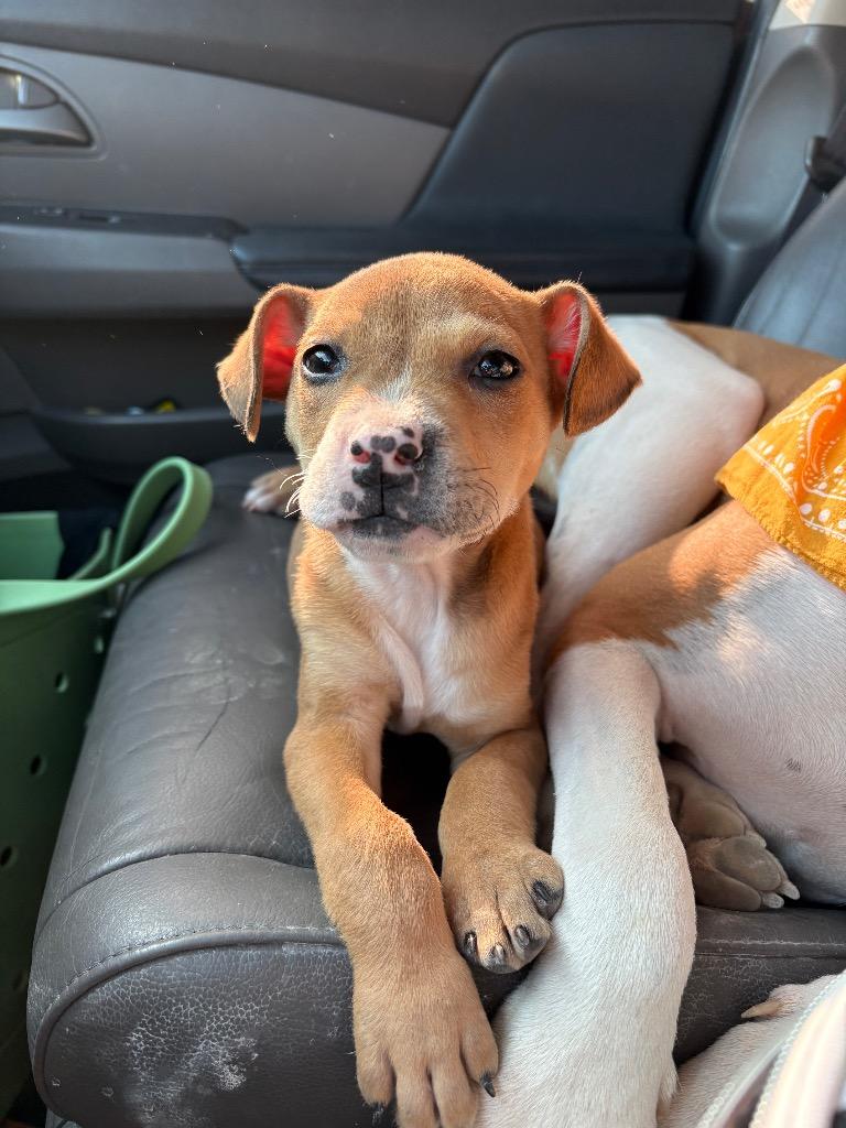 Elmore Pup 3, Adoptable, Puppy Male Mixed Breed.