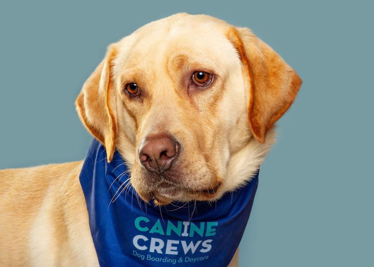 Enlarge Ernie, a Adoptable Yellow Labrador Retriever in Torrington, CT image 3/5