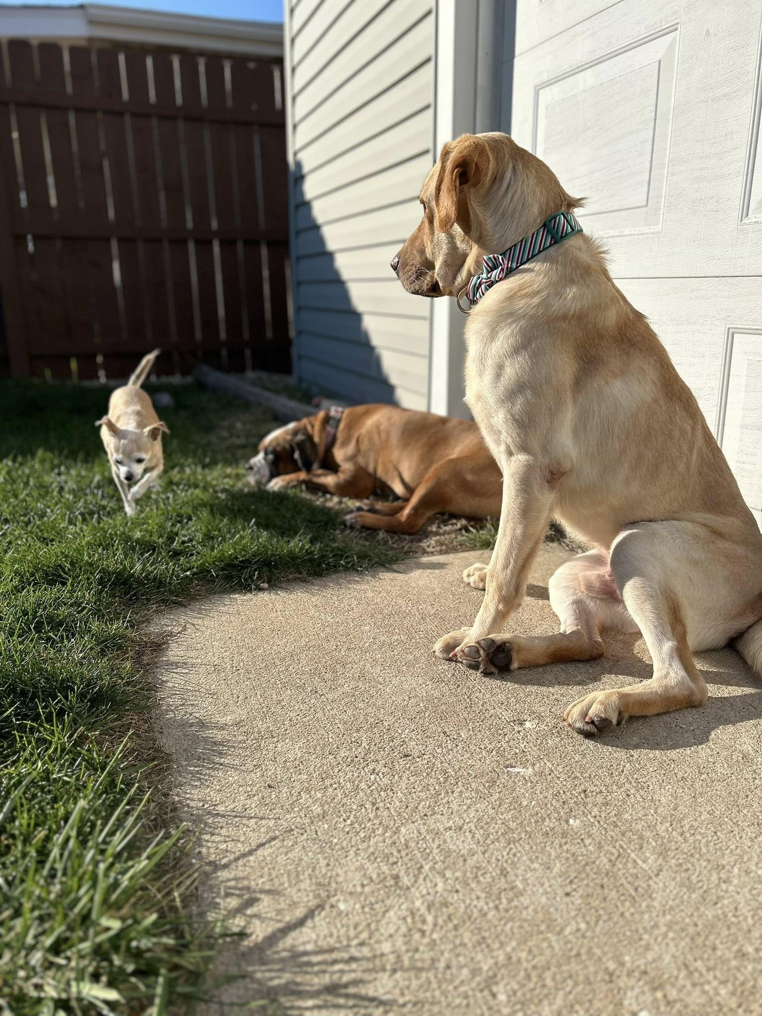 Enlarge Ernie, a Adoptable Yellow Labrador Retriever in Torrington, CT image 4/5