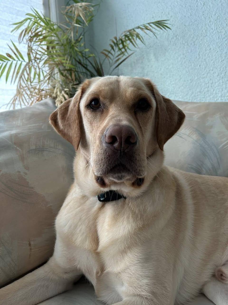 Enlarge Ernie, a Adoptable Yellow Labrador Retriever in Torrington, CT image 2/5