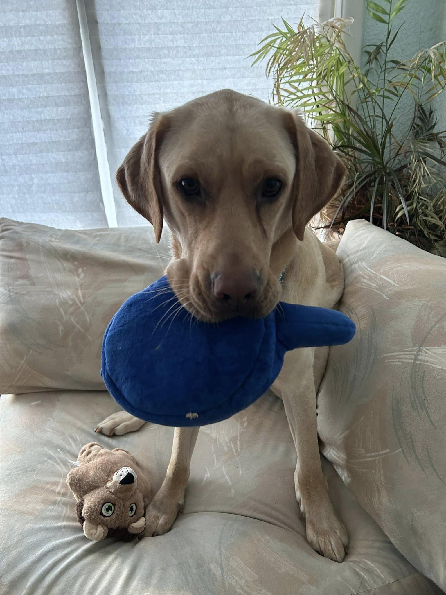 Enlarge Ernie, a Adoptable Yellow Labrador Retriever in Torrington, CT image 5/5