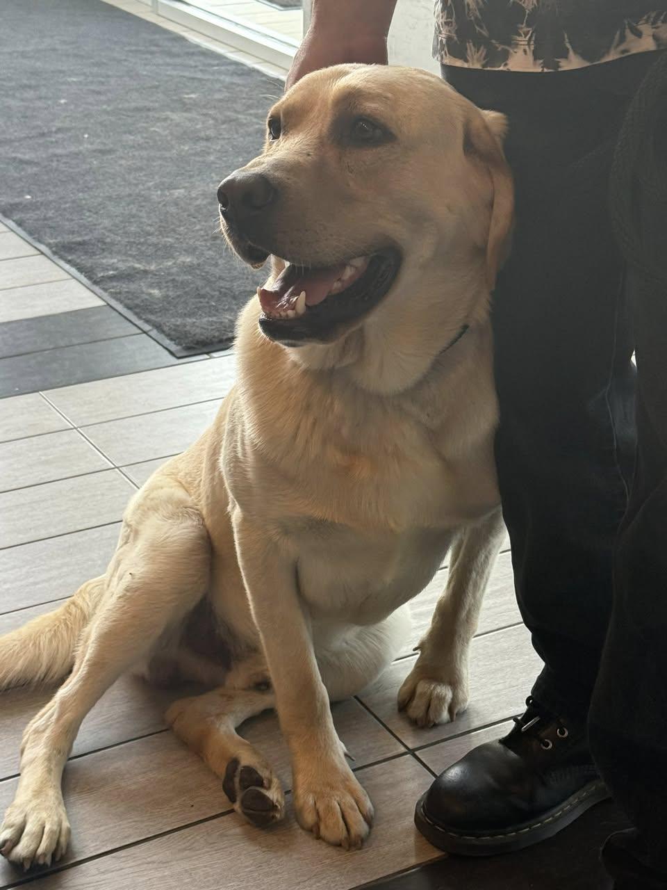 Ernie, a Adoptable Yellow Labrador Retriever in Torrington, CT image 1/3