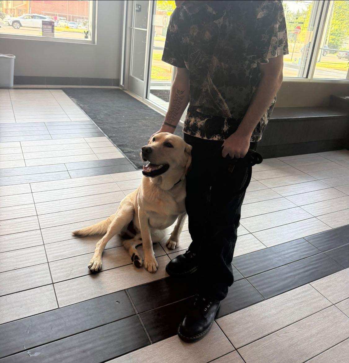 Ernie, a Adoptable Yellow Labrador Retriever in Torrington, CT image 2/3