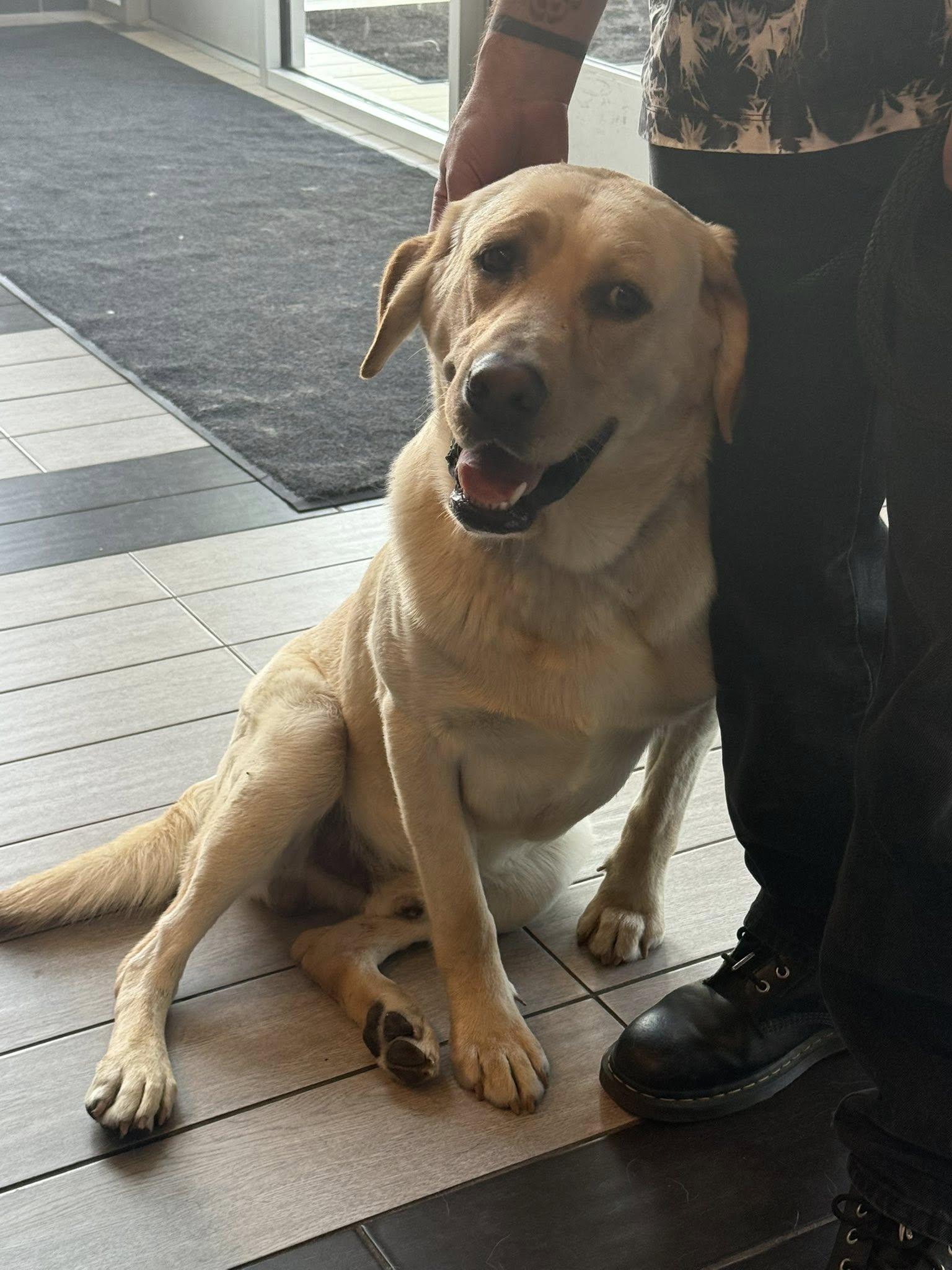Ernie, a Adoptable Yellow Labrador Retriever in Torrington, CT image 3/3