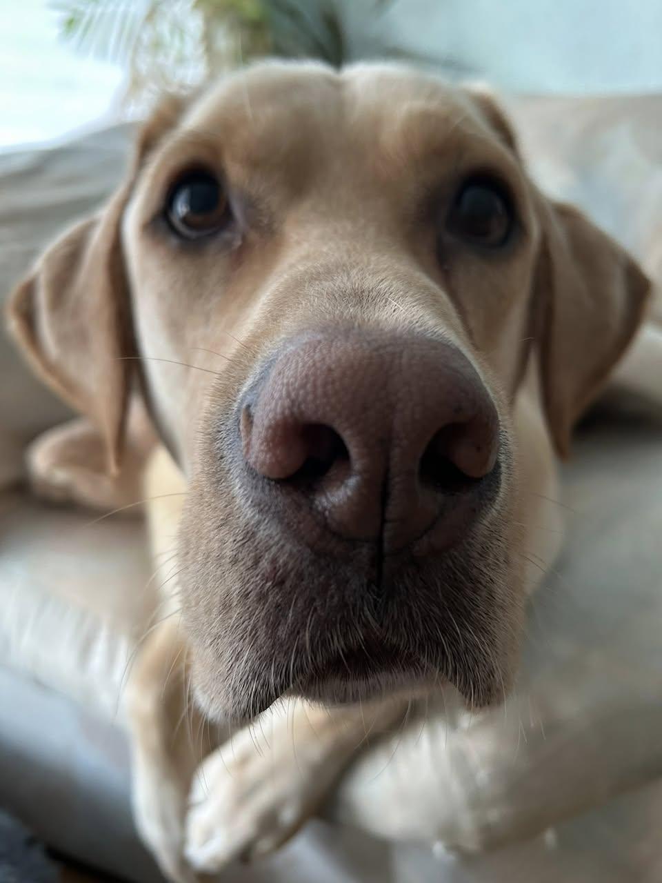 Enlarge Ernie, a Adoptable Yellow Labrador Retriever in Torrington, CT image 1/5