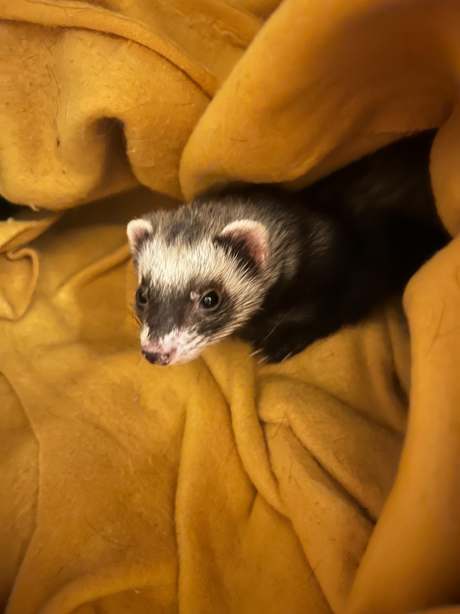 Georgie