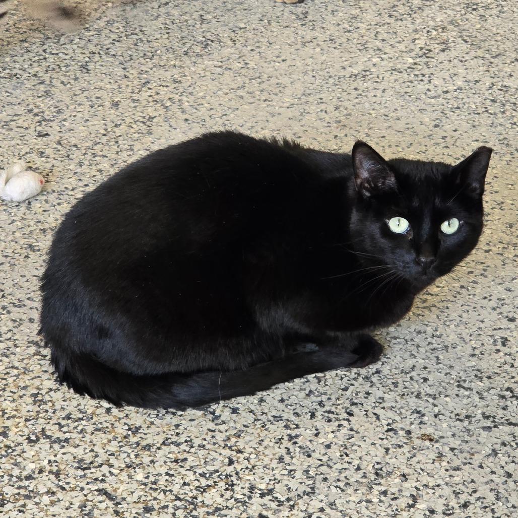 Taylor New Mexico, Adoptable, Adult Female Domestic Short Hair.
