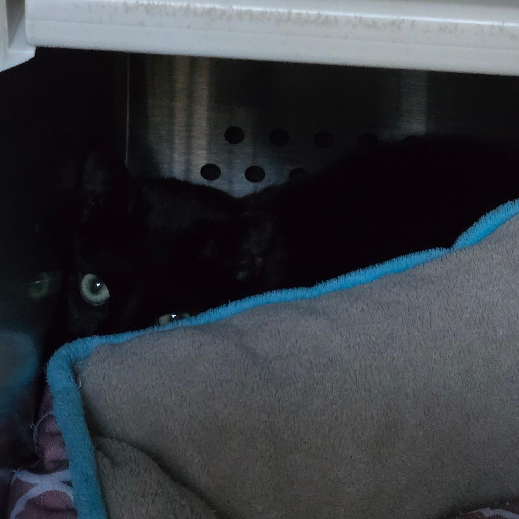 Taylor New Mexico, a Adoptable Domestic Short Hair in Denver, CO image 2/6