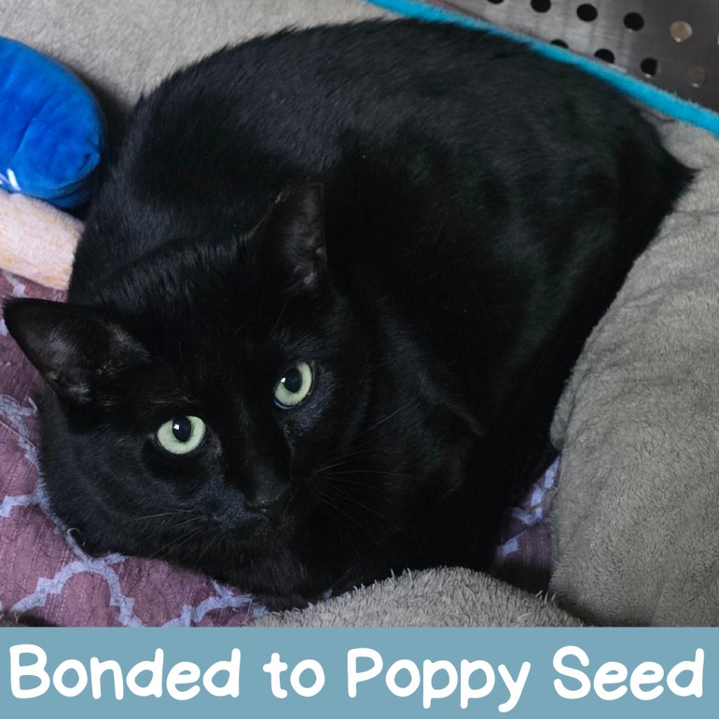 Taylor New Mexico, a Adoptable Domestic Short Hair in Denver, CO image 3/6