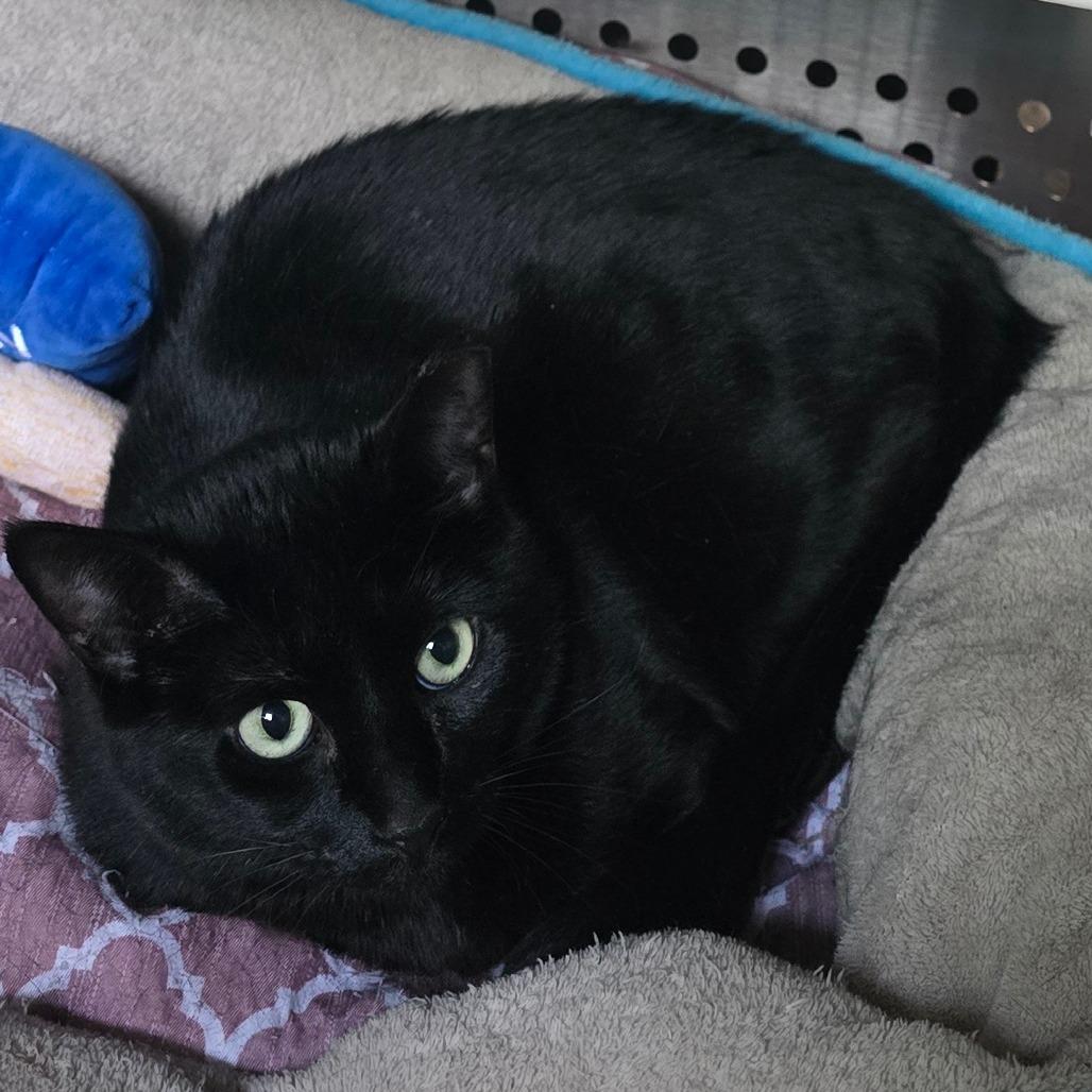 Taylor New Mexico, a Adoptable Domestic Short Hair in Denver, CO image 4/6