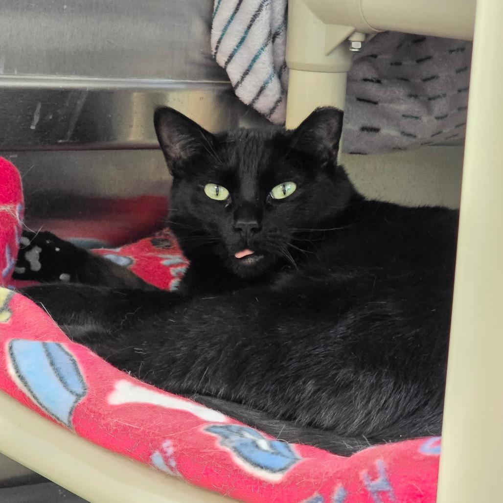 Taylor New Mexico, a Adoptable Domestic Short Hair in Denver, CO image 5/6