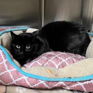 Taylor New Mexico, a Adoptable Domestic Short Hair in Denver, CO image 6/6