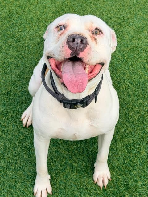 Enlarge Potato, a Adoptable mixed breed in Madison, GA image 1/4