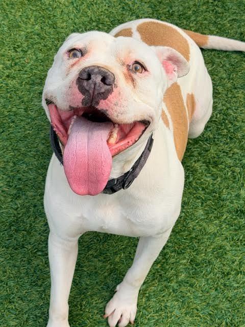 Enlarge Potato, a Adoptable mixed breed in Madison, GA image 3/4